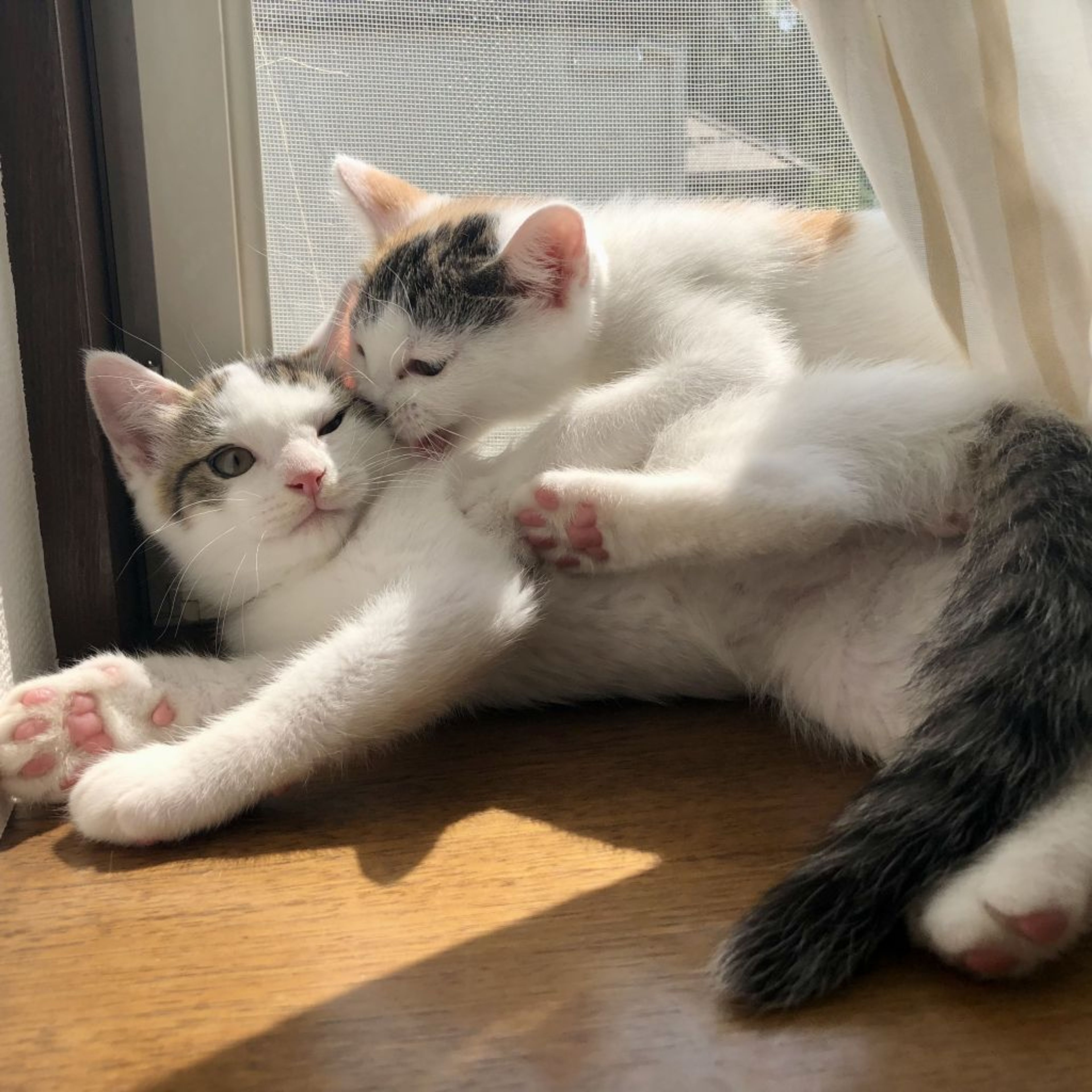 pet-image-6