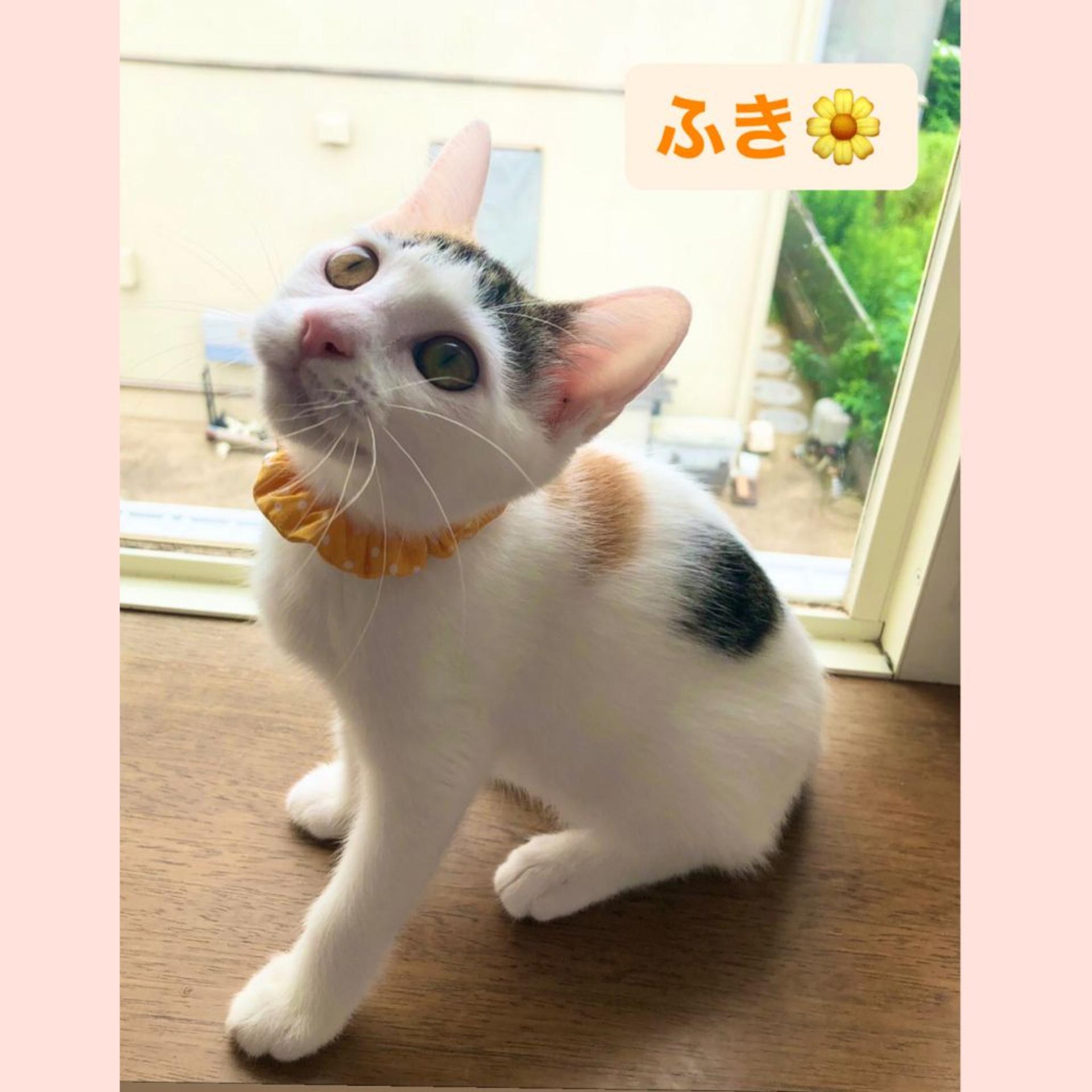 pet-image-7