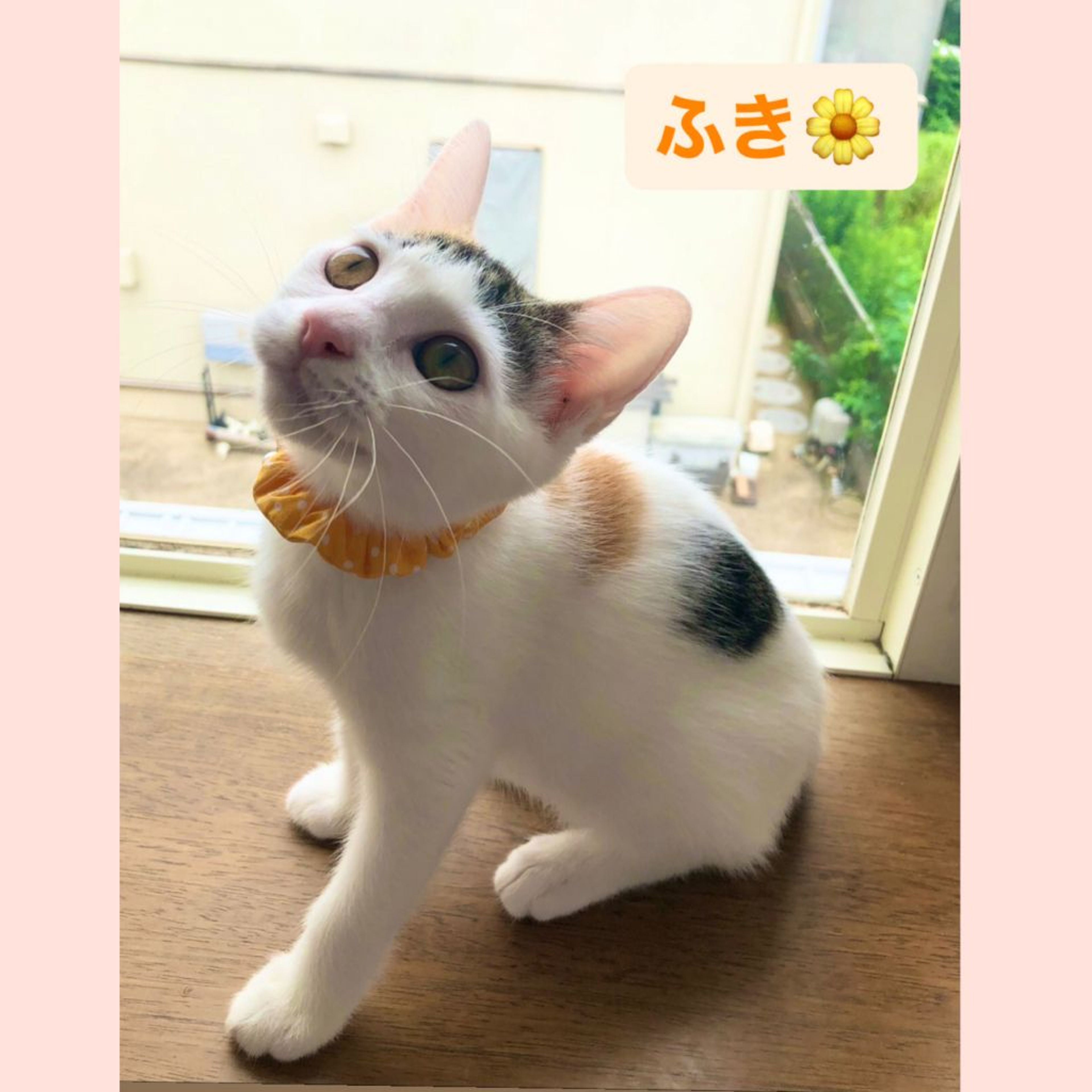 pet-image-7