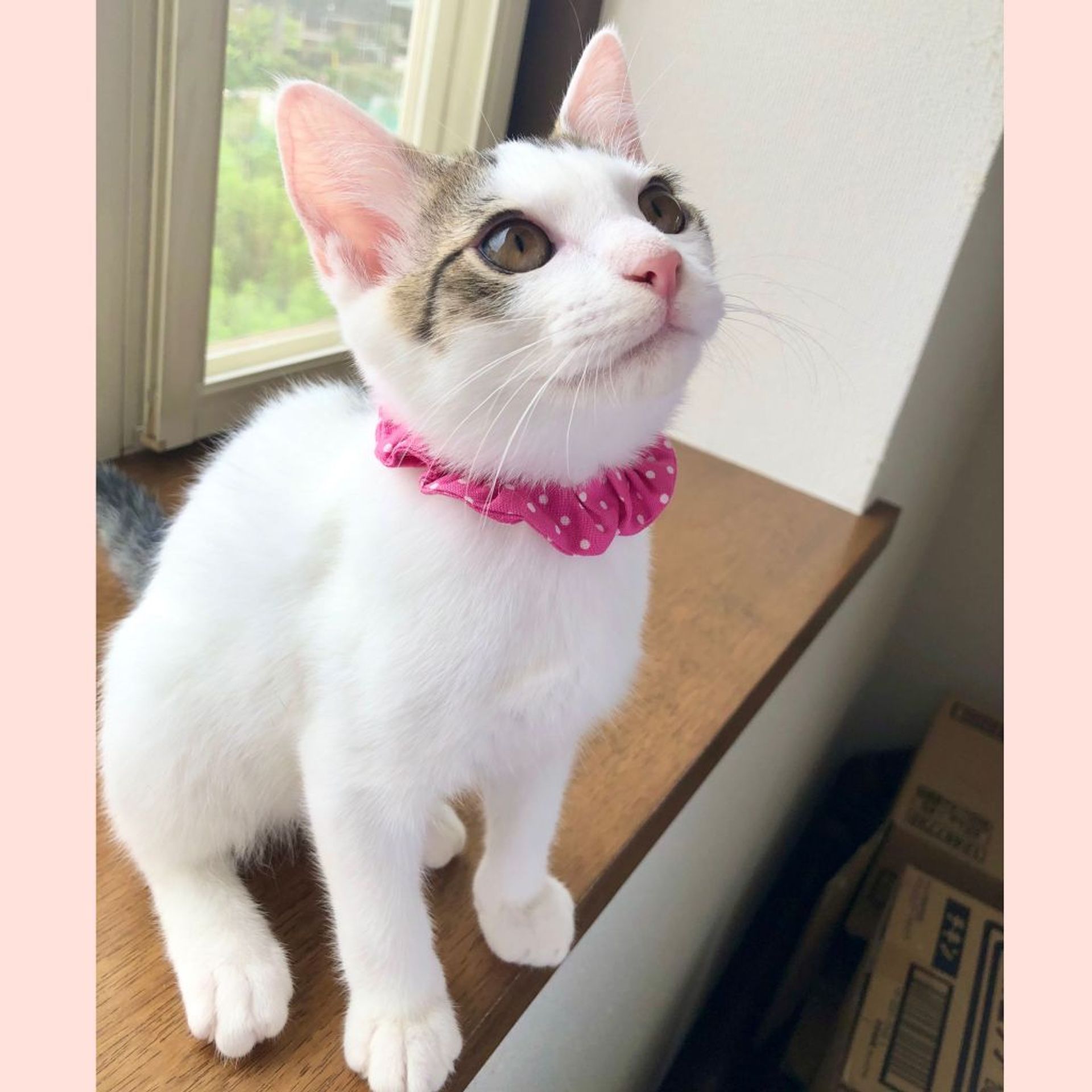 雑種（ミックス猫）・オスの里親募集の写真