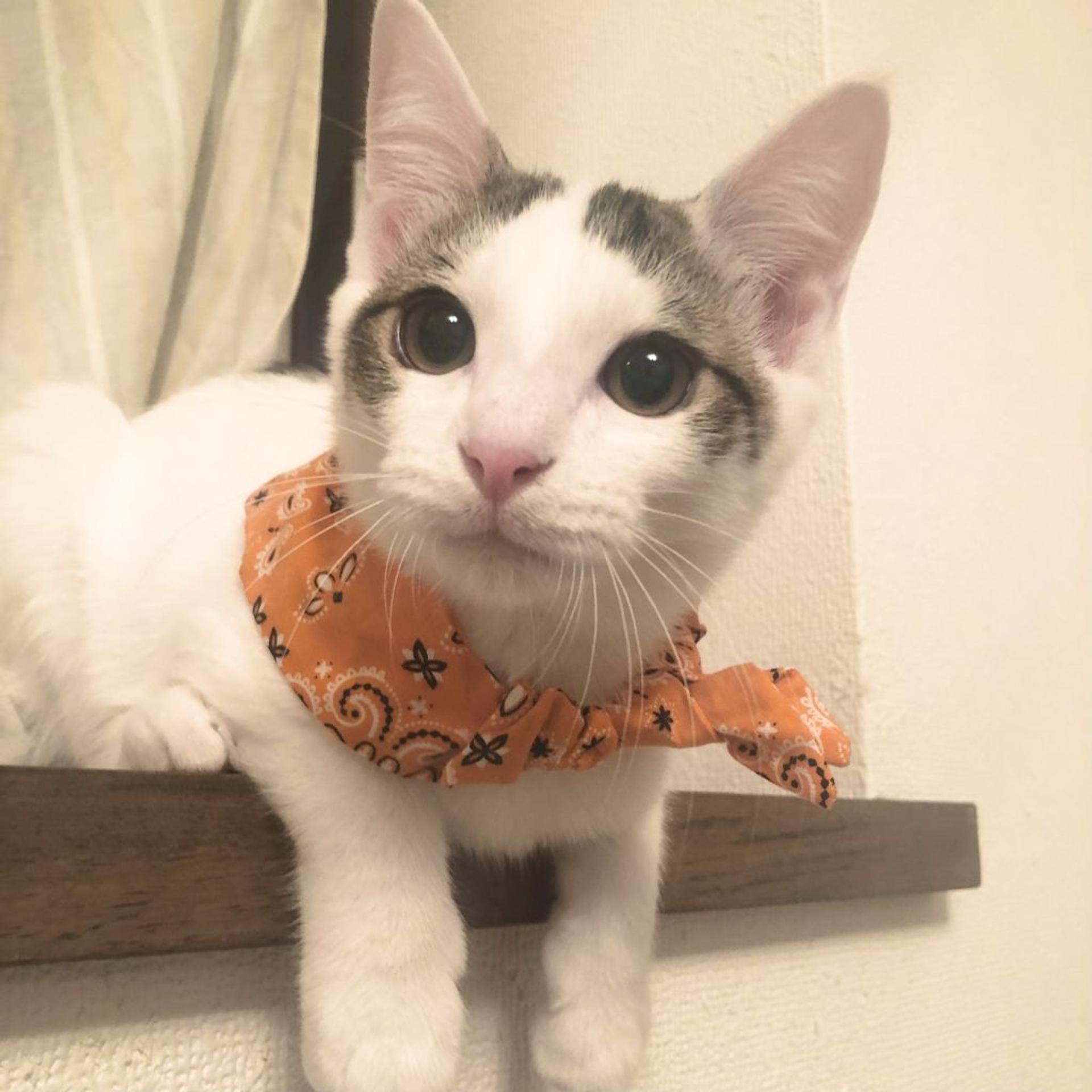 pet-image-3
