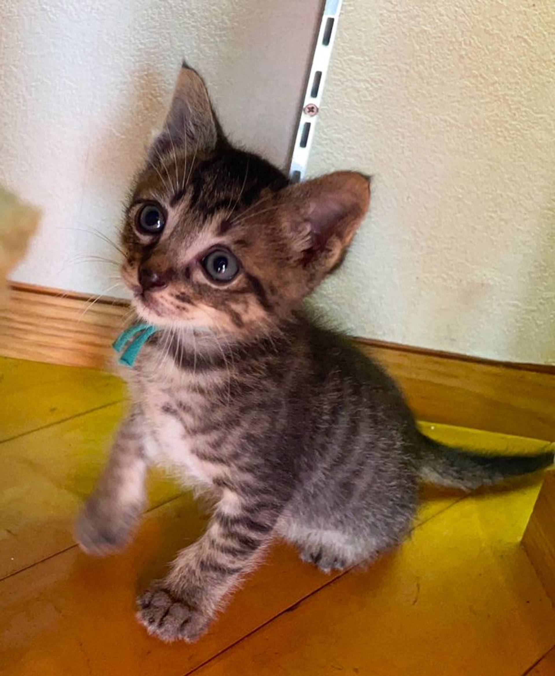 雑種（ミックス猫）・オスの里親募集の写真