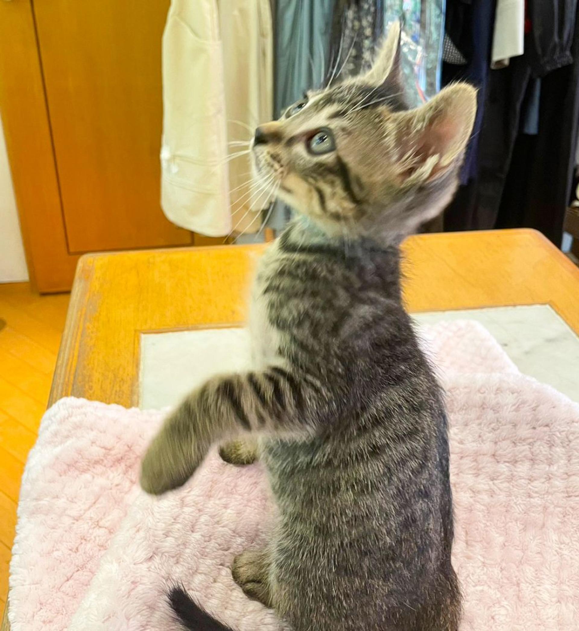 pet-image-3