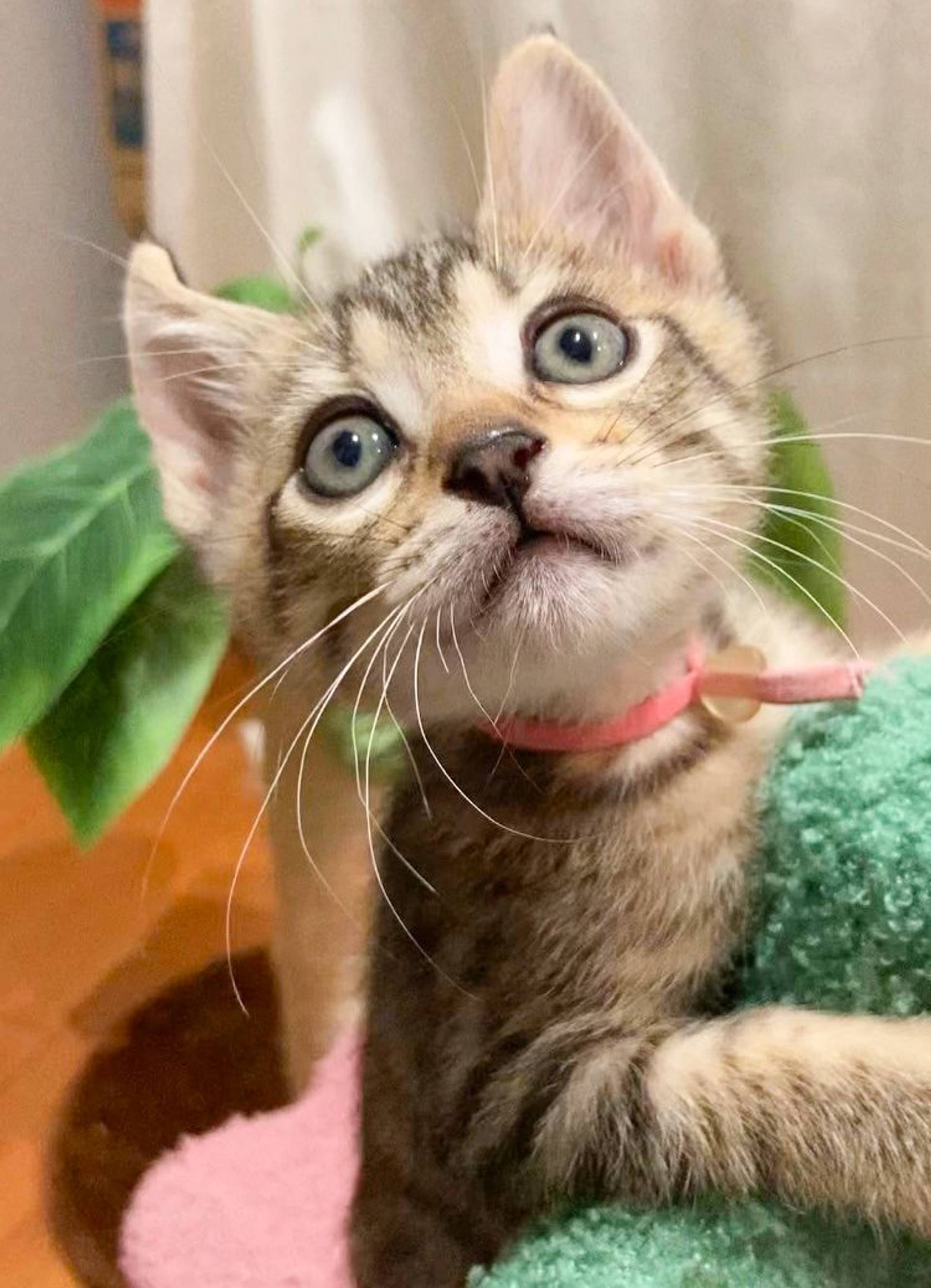 雑種（ミックス猫）・オスの里親募集の写真