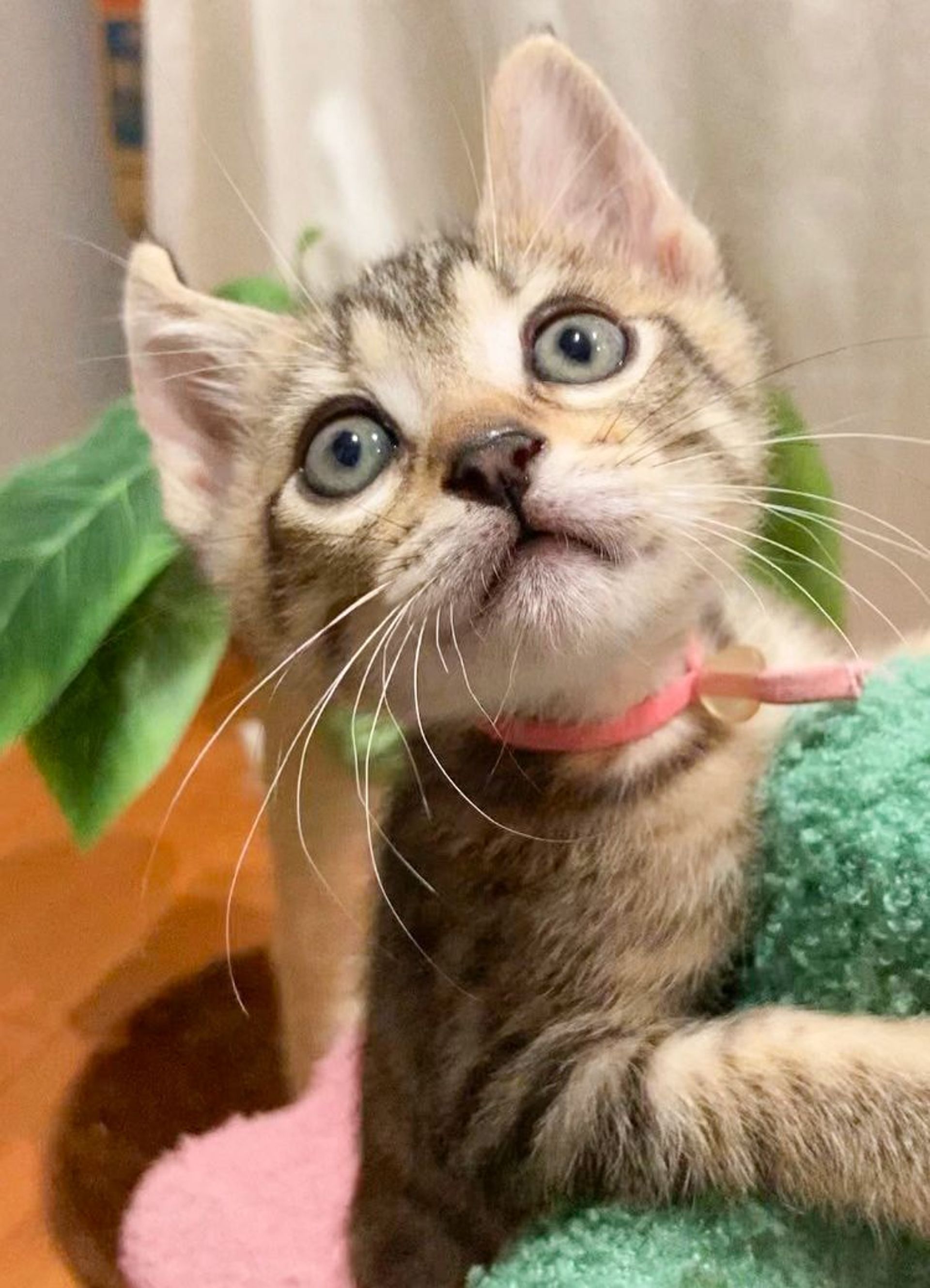 雑種（ミックス猫）・オスの里親募集の写真