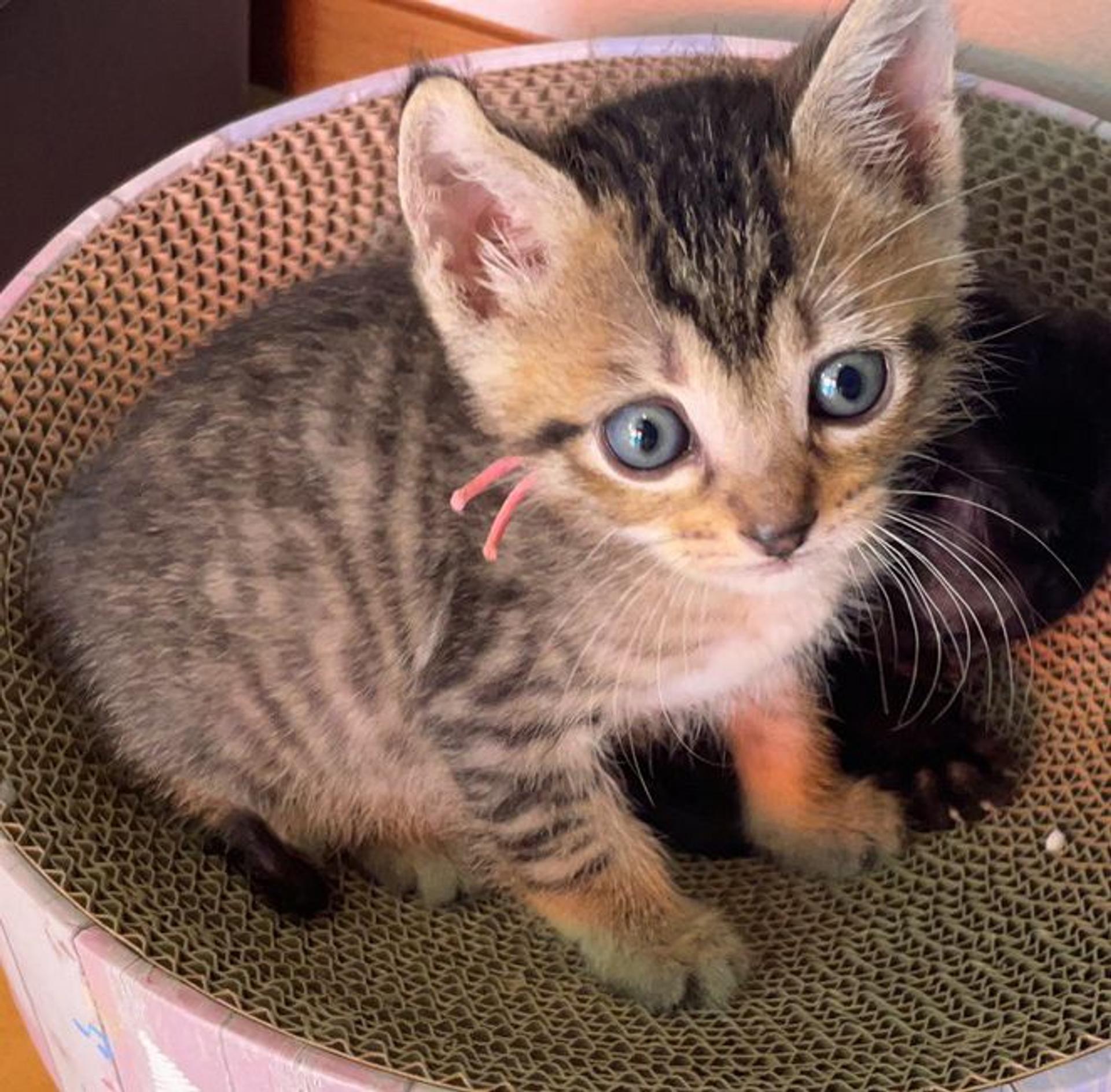 pet-image-5