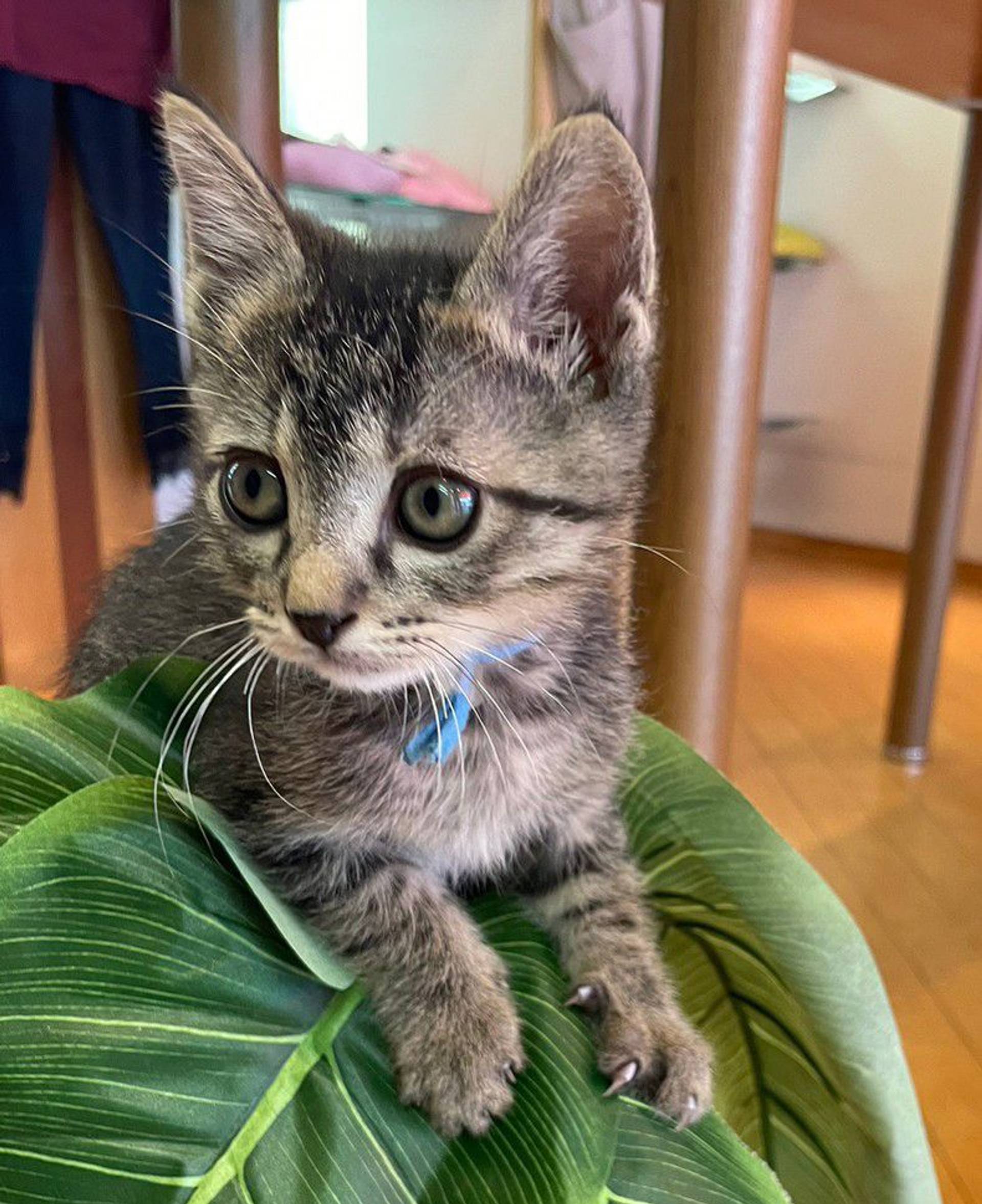 雑種（ミックス猫）・オスの里親募集の写真