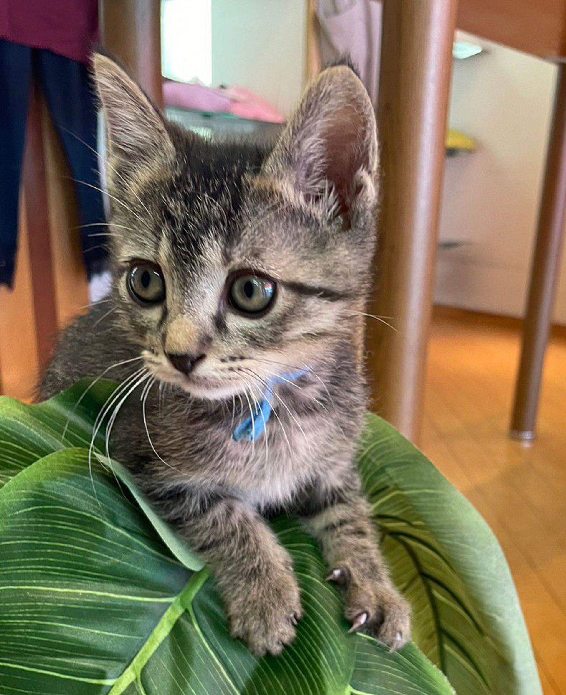 雑種（ミックス猫）・オスの里親募集の写真