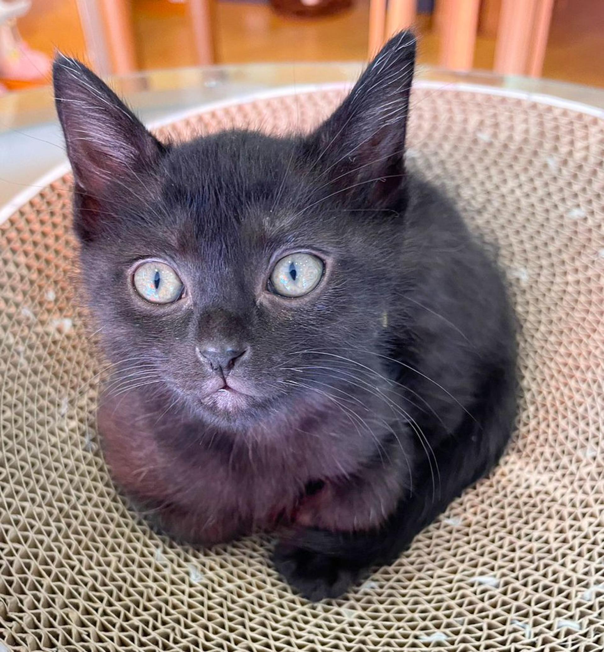 pet-image-2