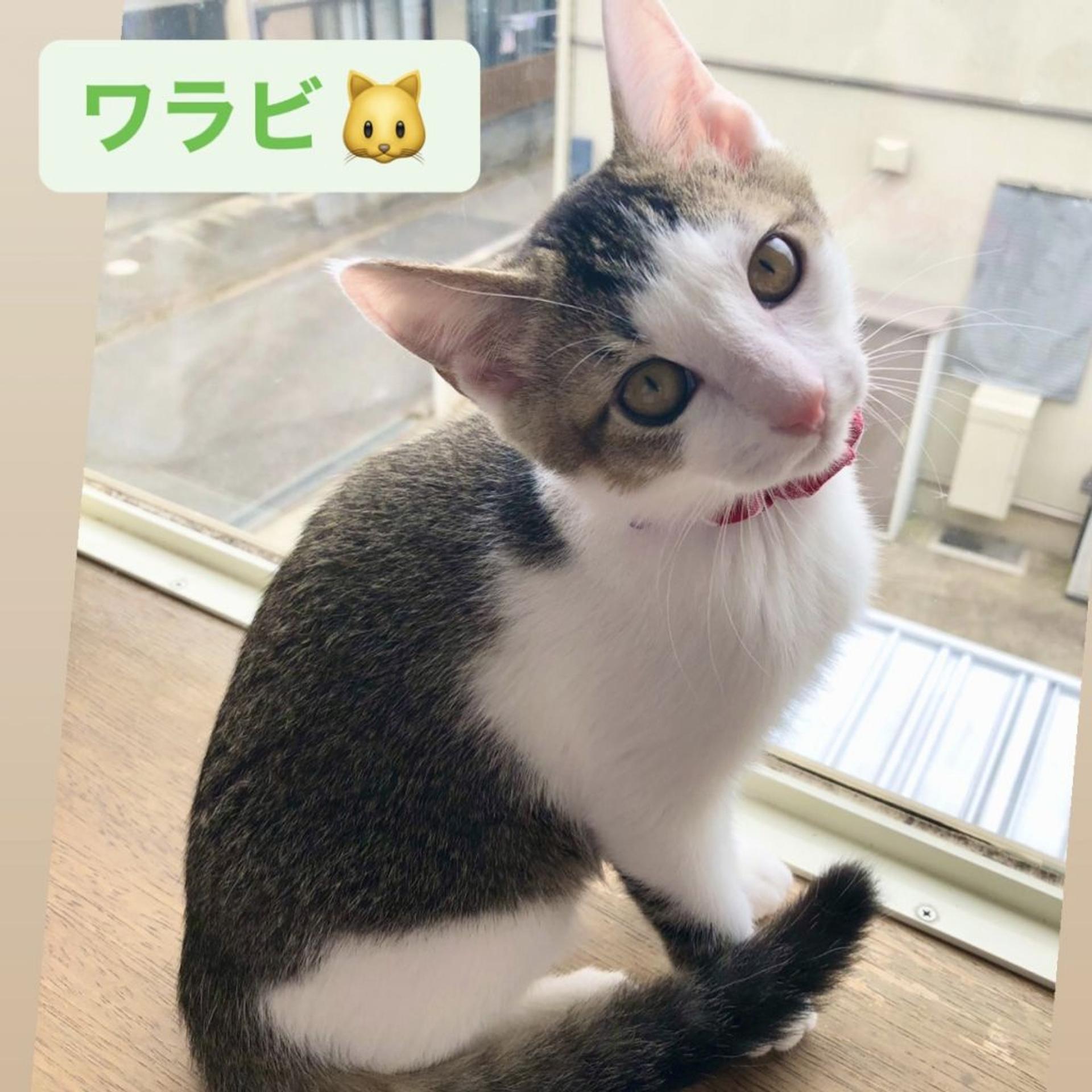 pet-image-2