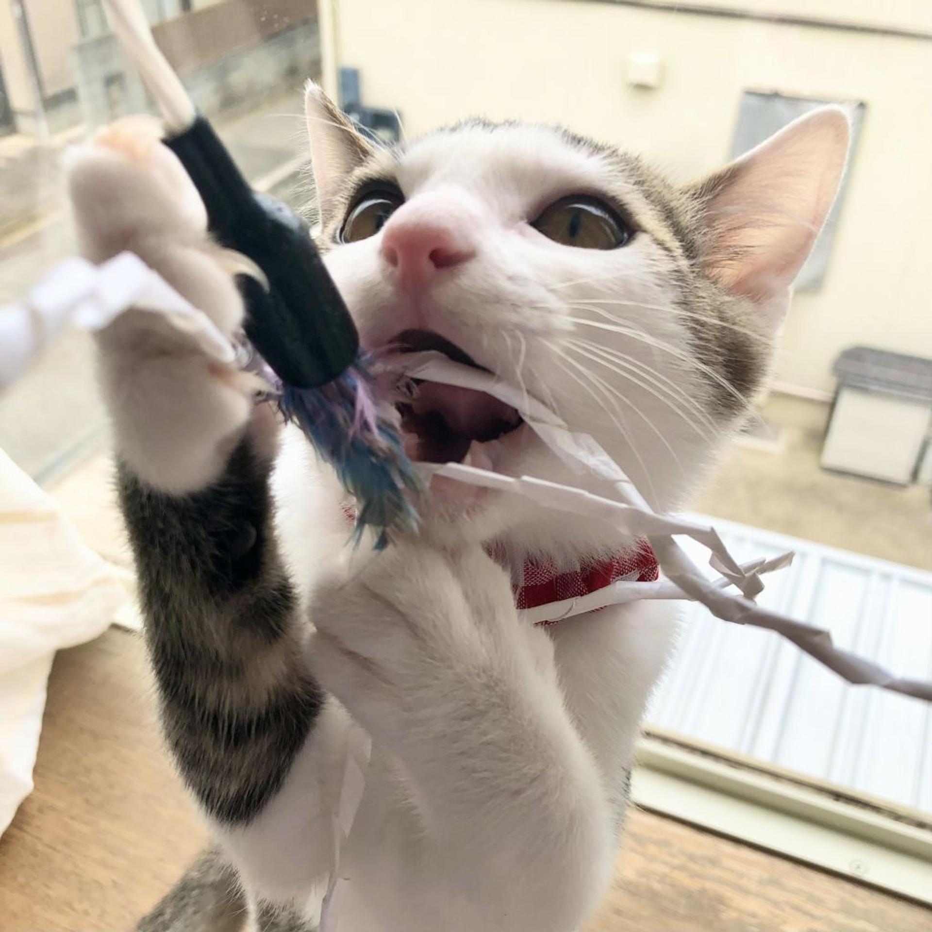 pet-image-3