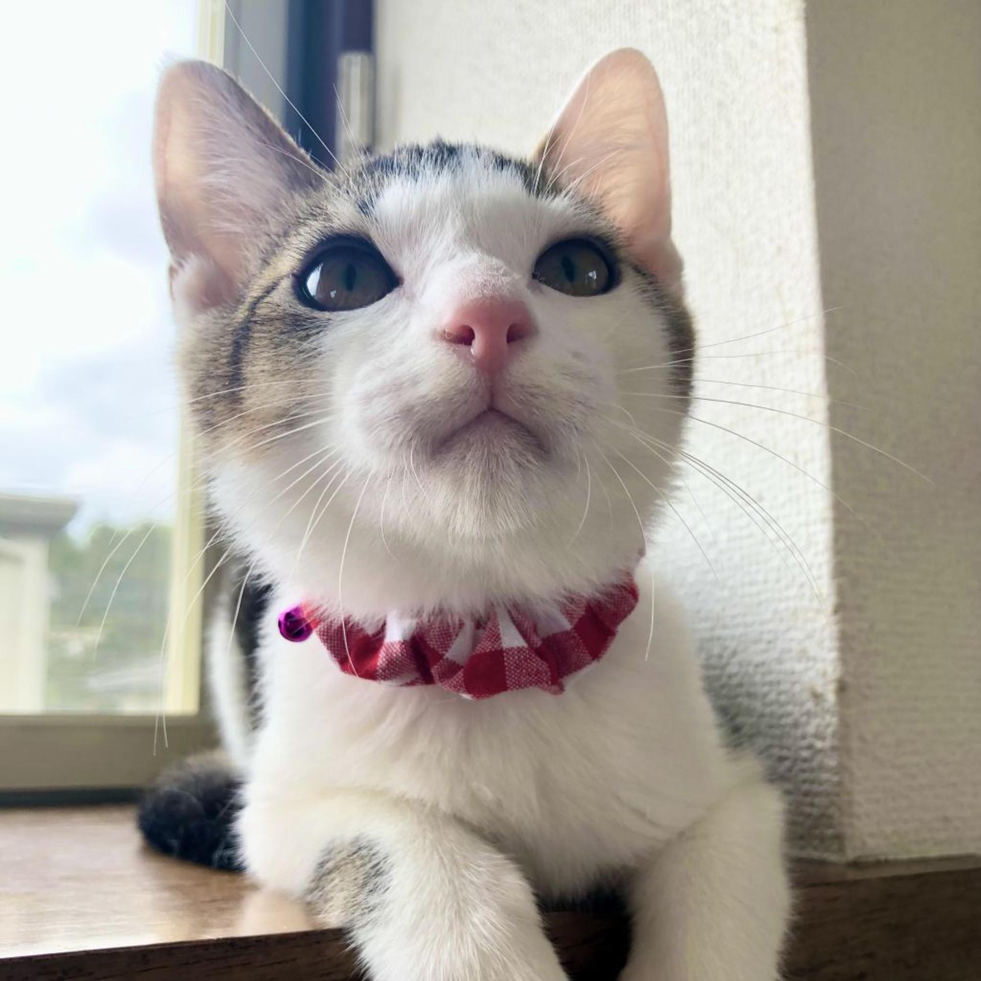 pet-image-6