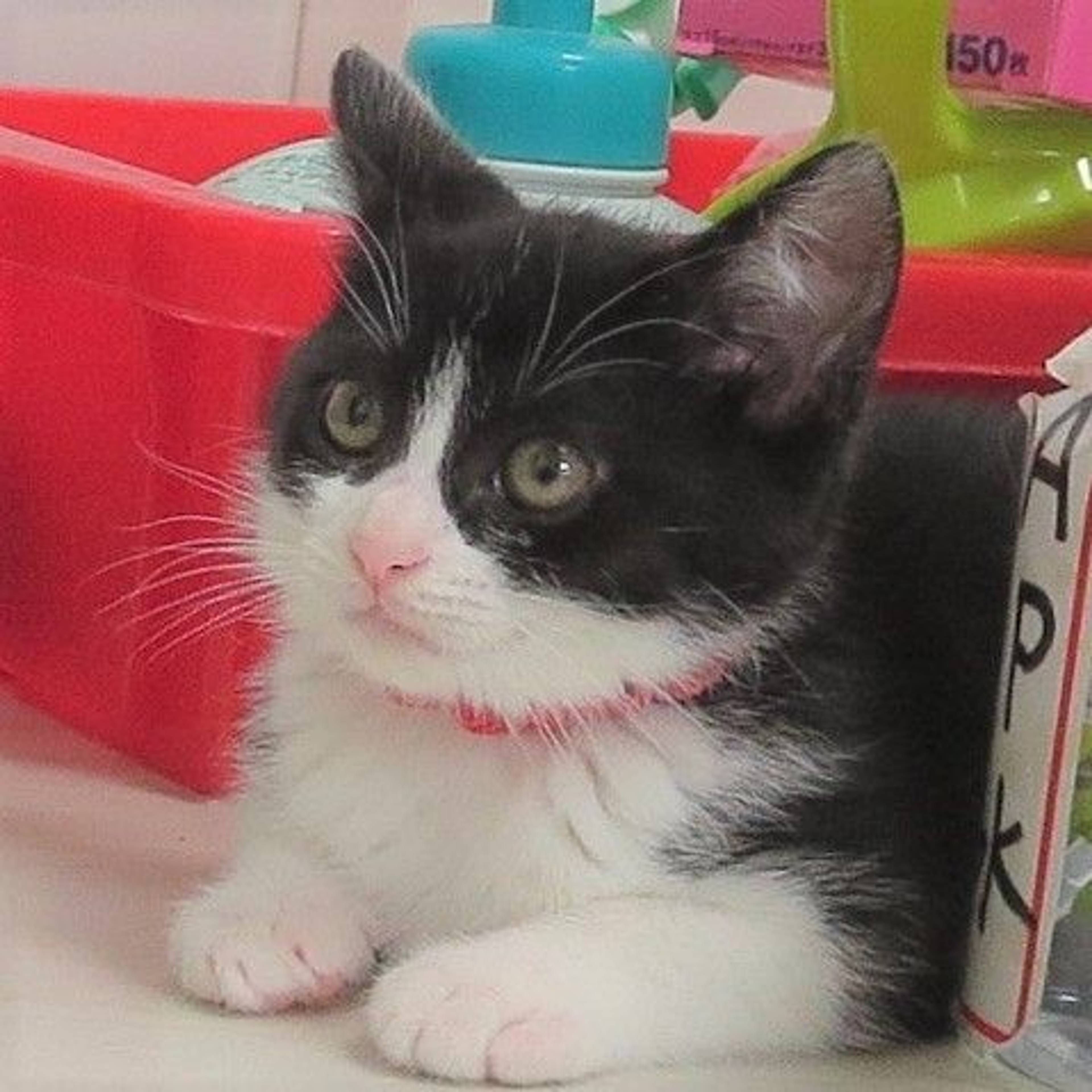 雑種（ミックス猫）・メスの里親募集の写真