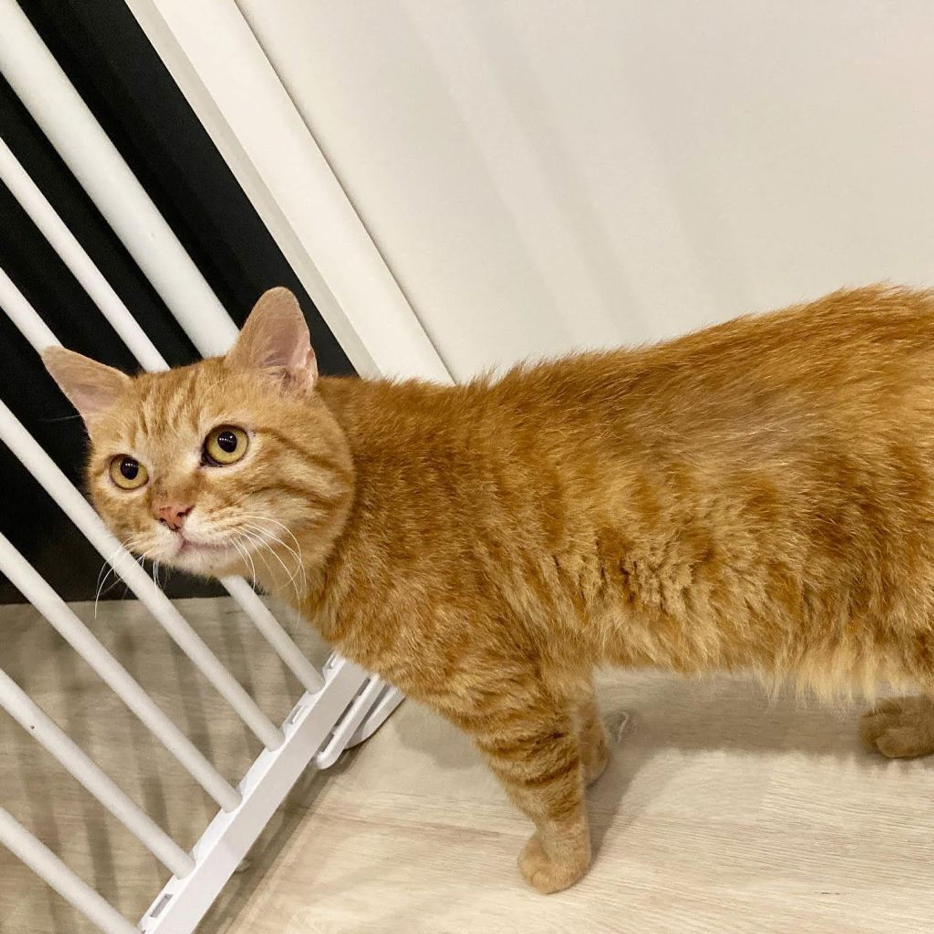 雑種（ミックス猫）・オスの里親募集の写真