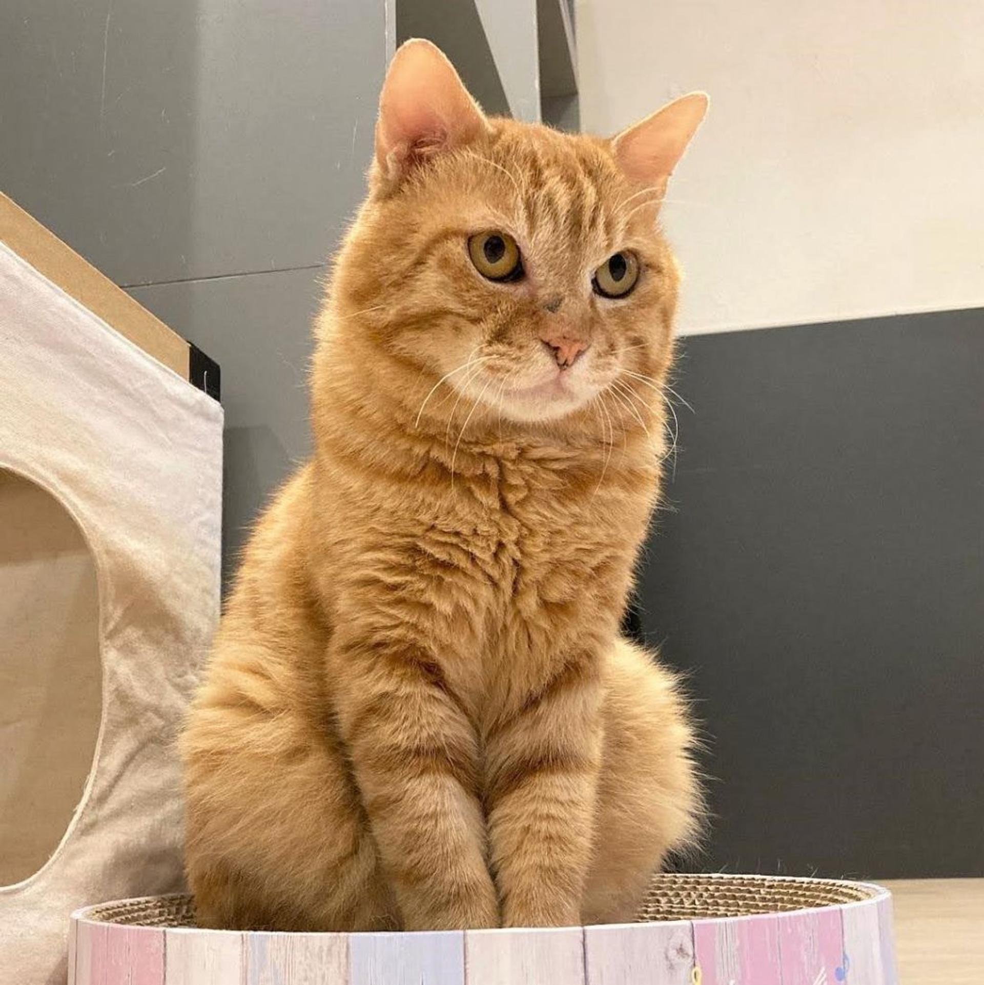 pet-image-2