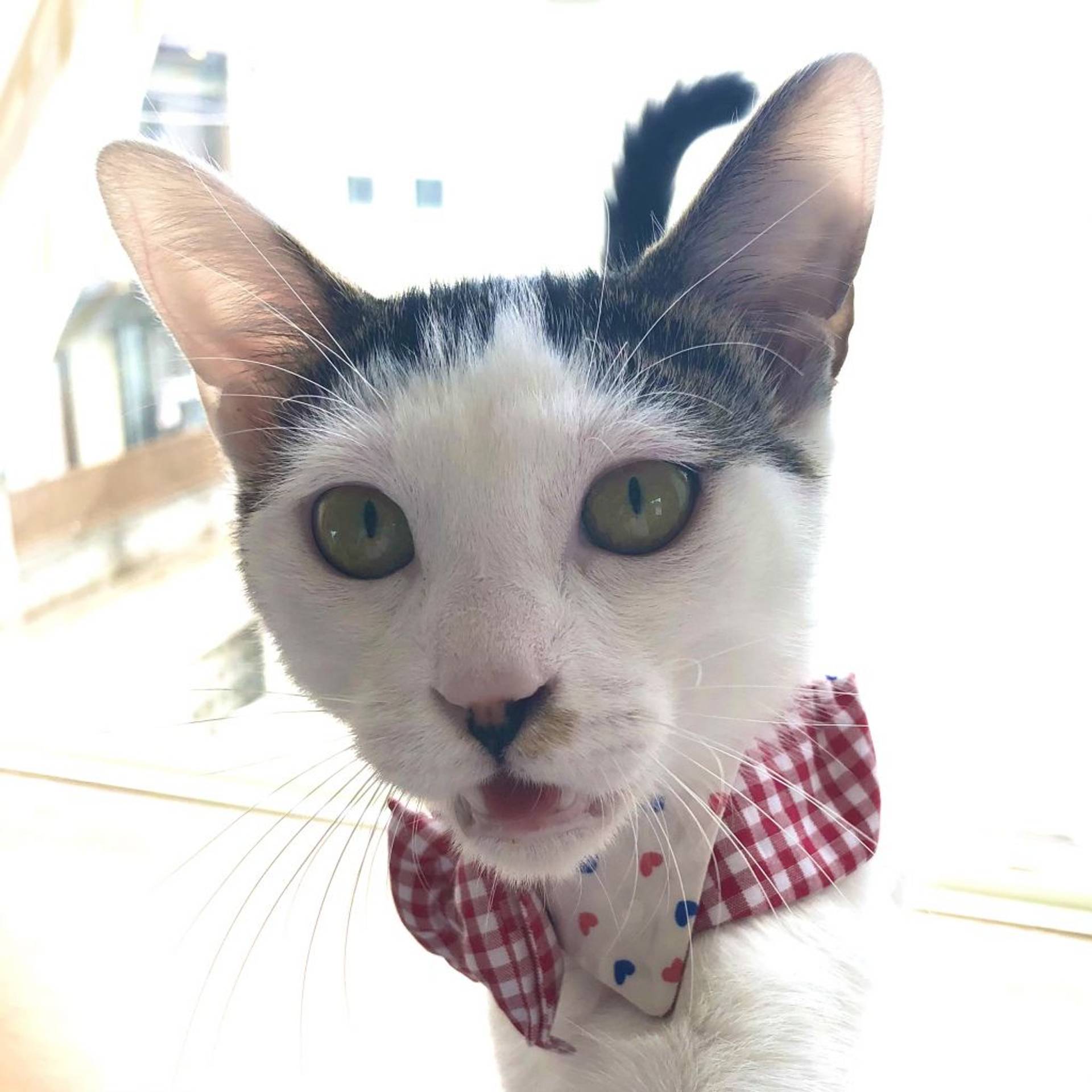 雑種（ミックス猫）・オスの里親募集の写真