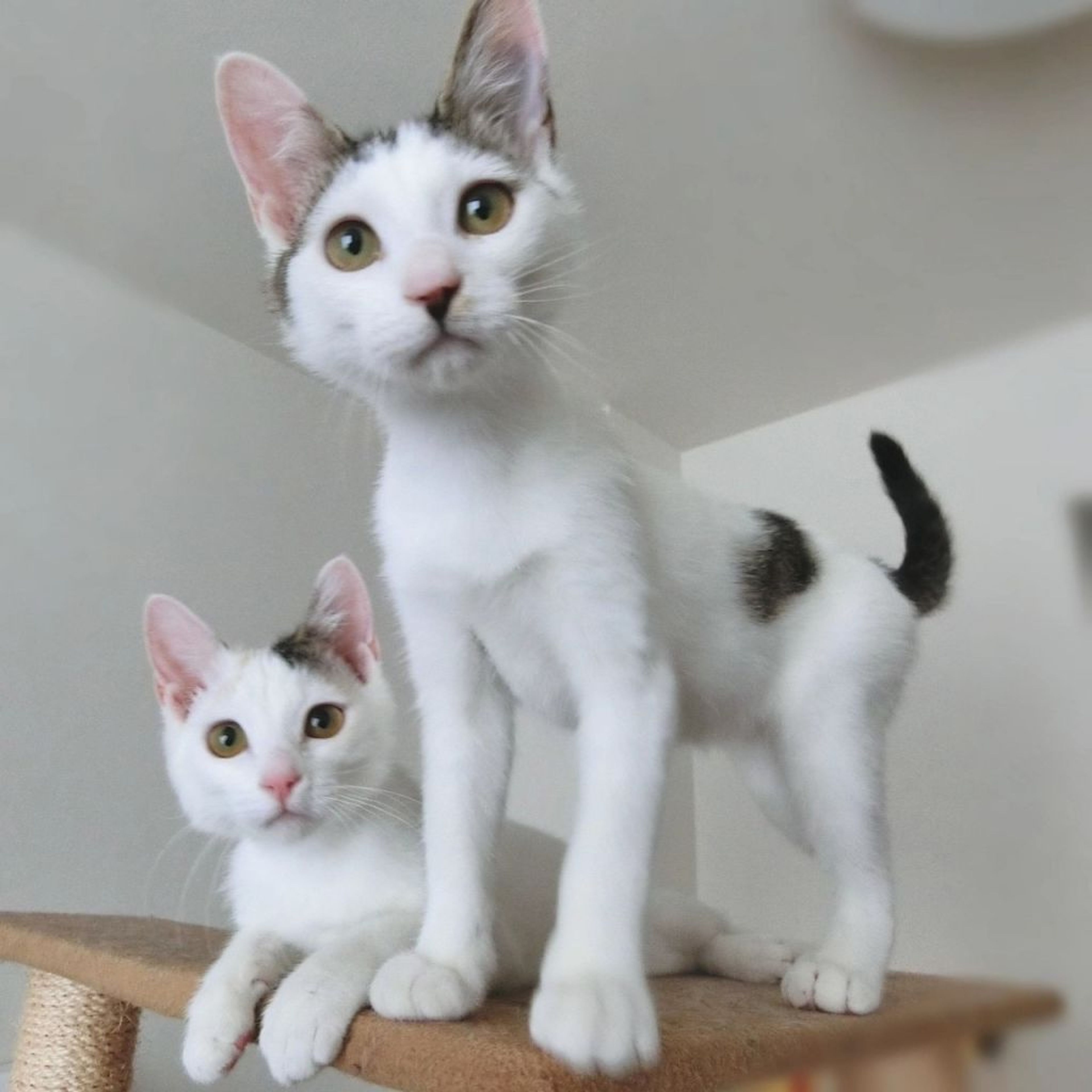 pet-image-4