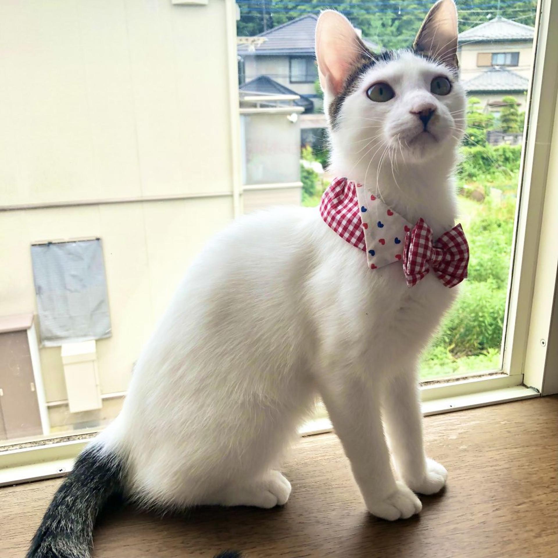pet-image-5