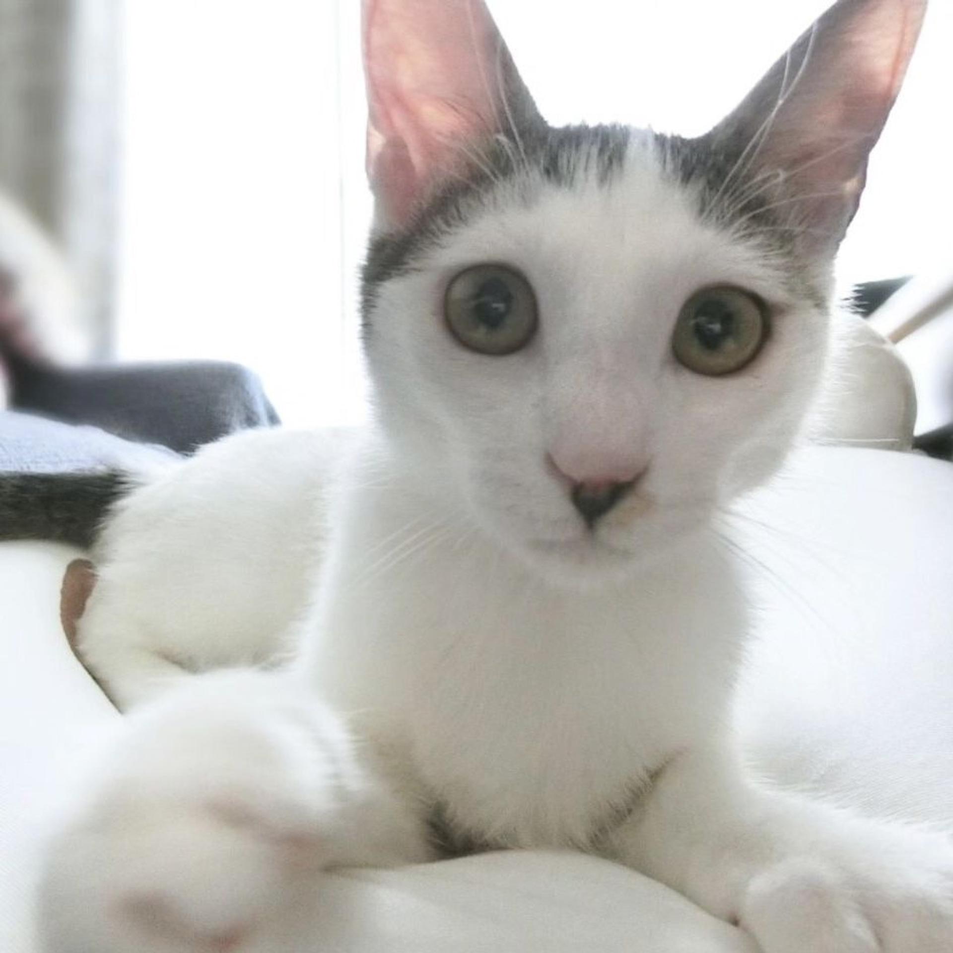 pet-image-8