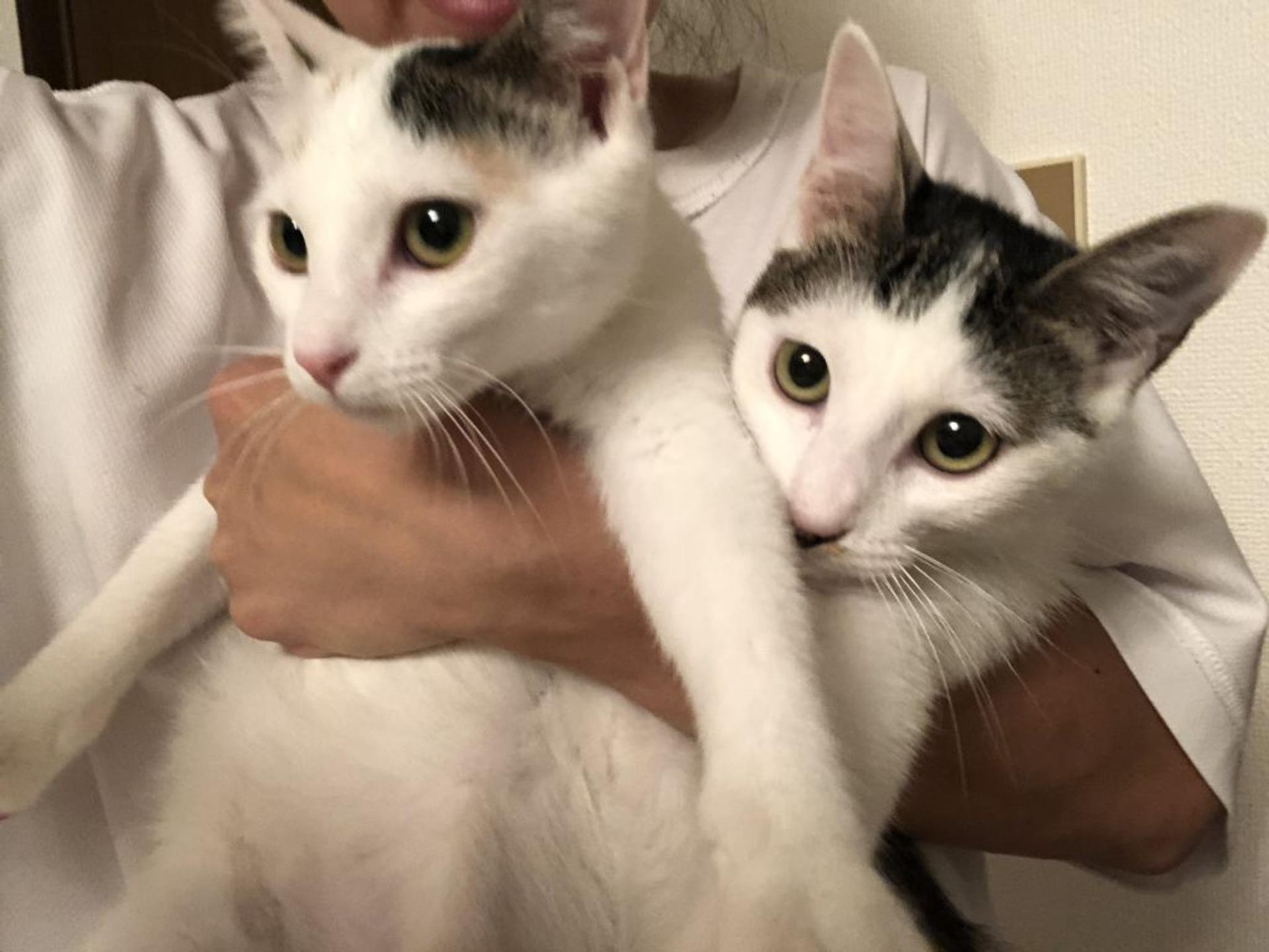 pet-image-9