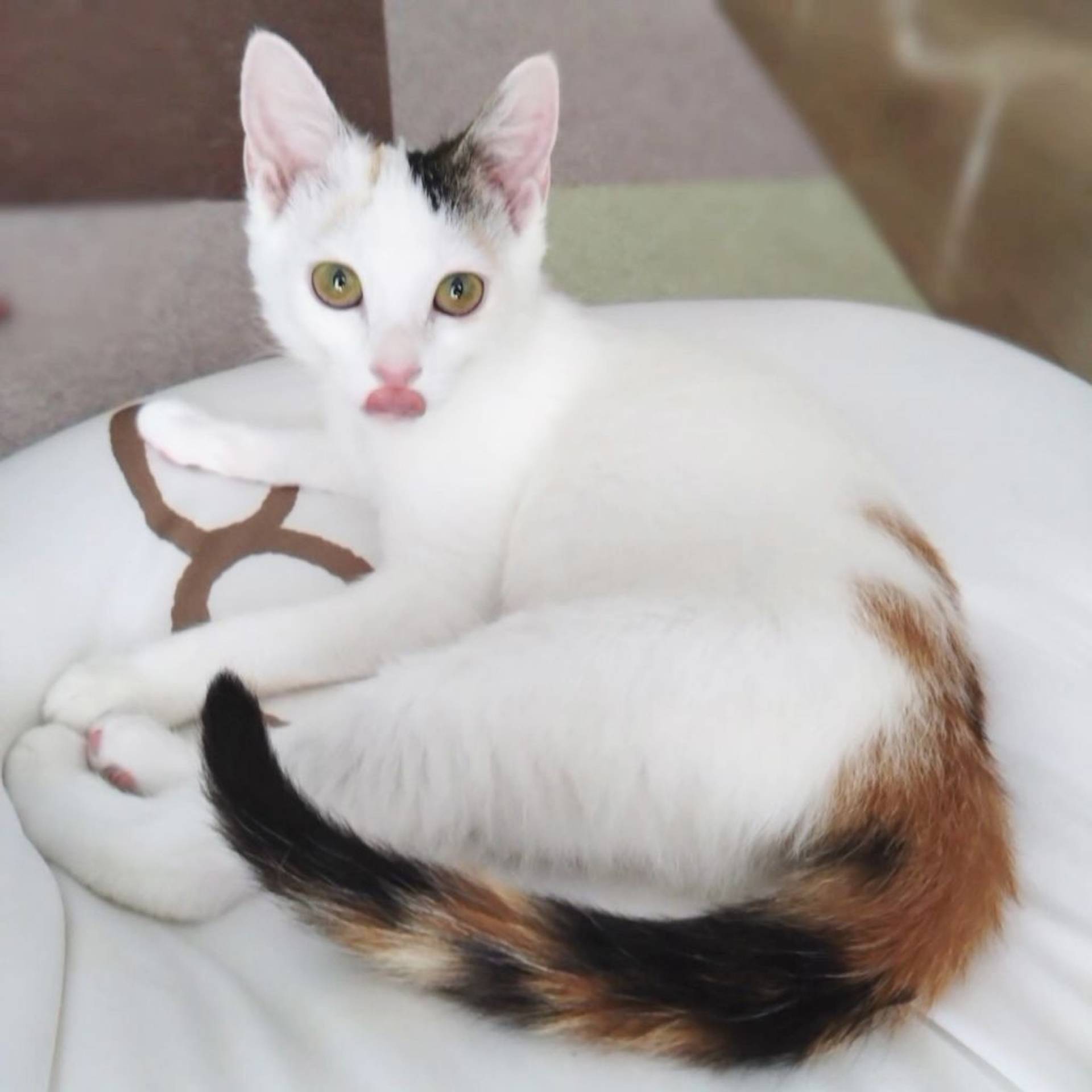 雑種（ミックス猫）・メスの里親募集の写真