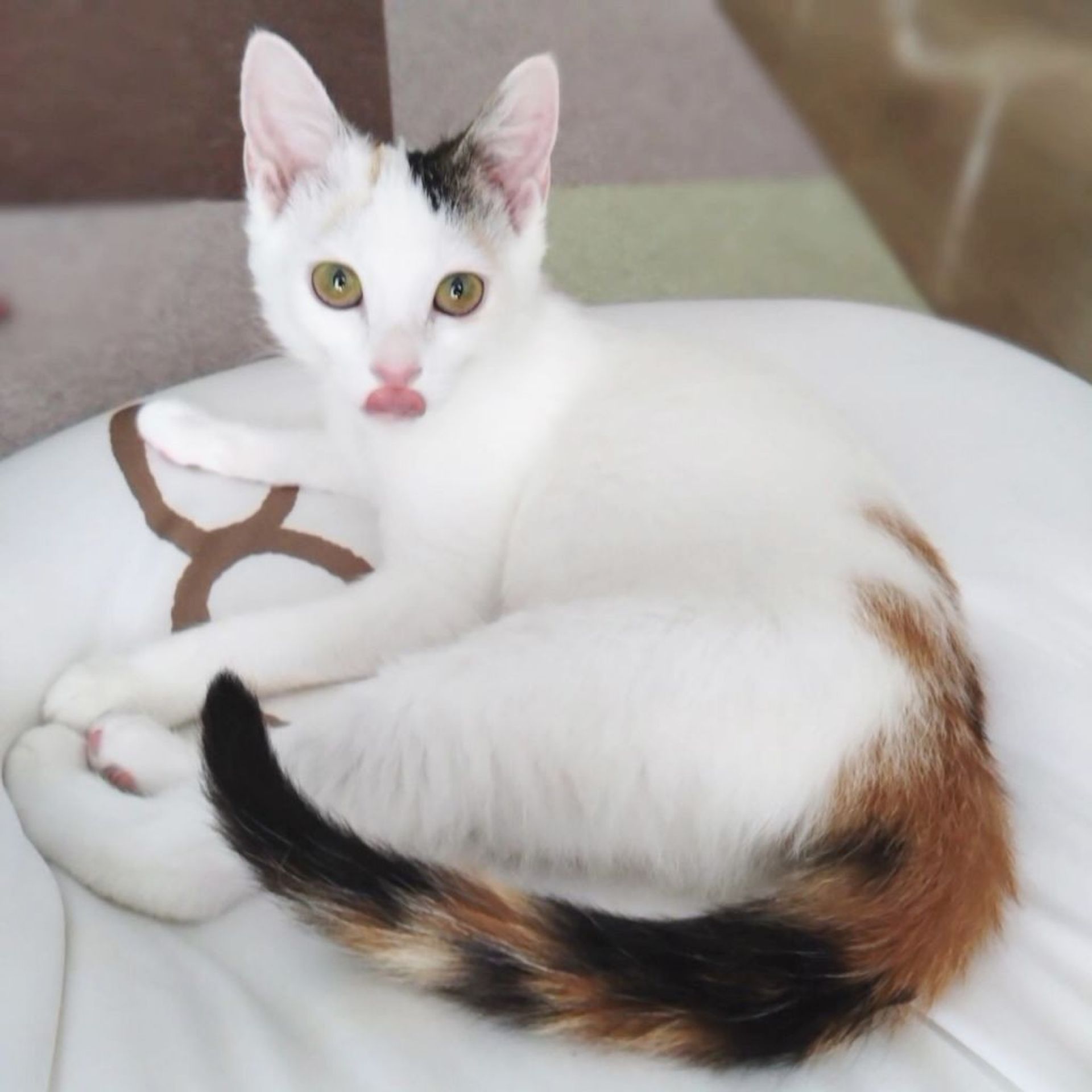雑種（ミックス猫）・メスの里親募集の写真