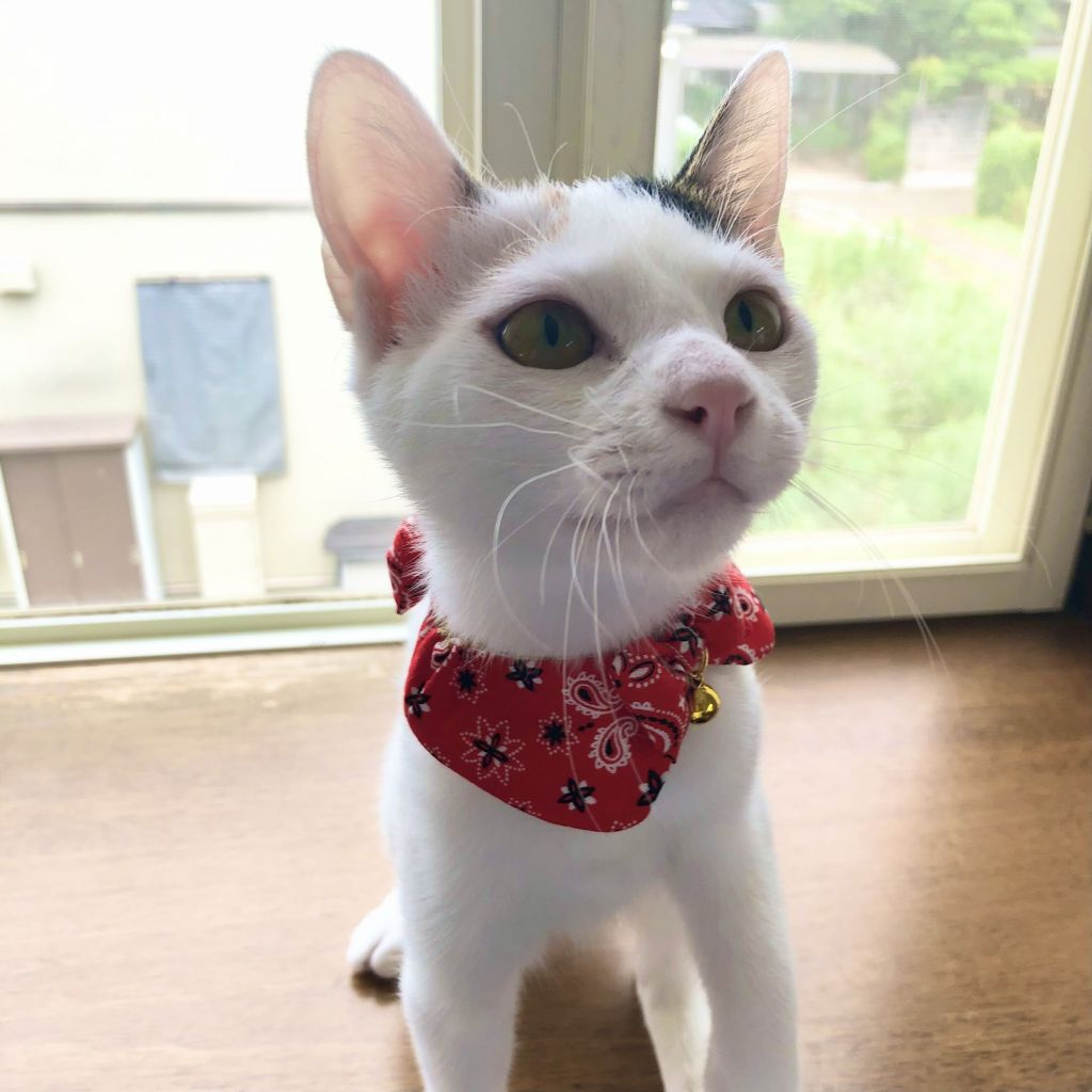pet-image-2