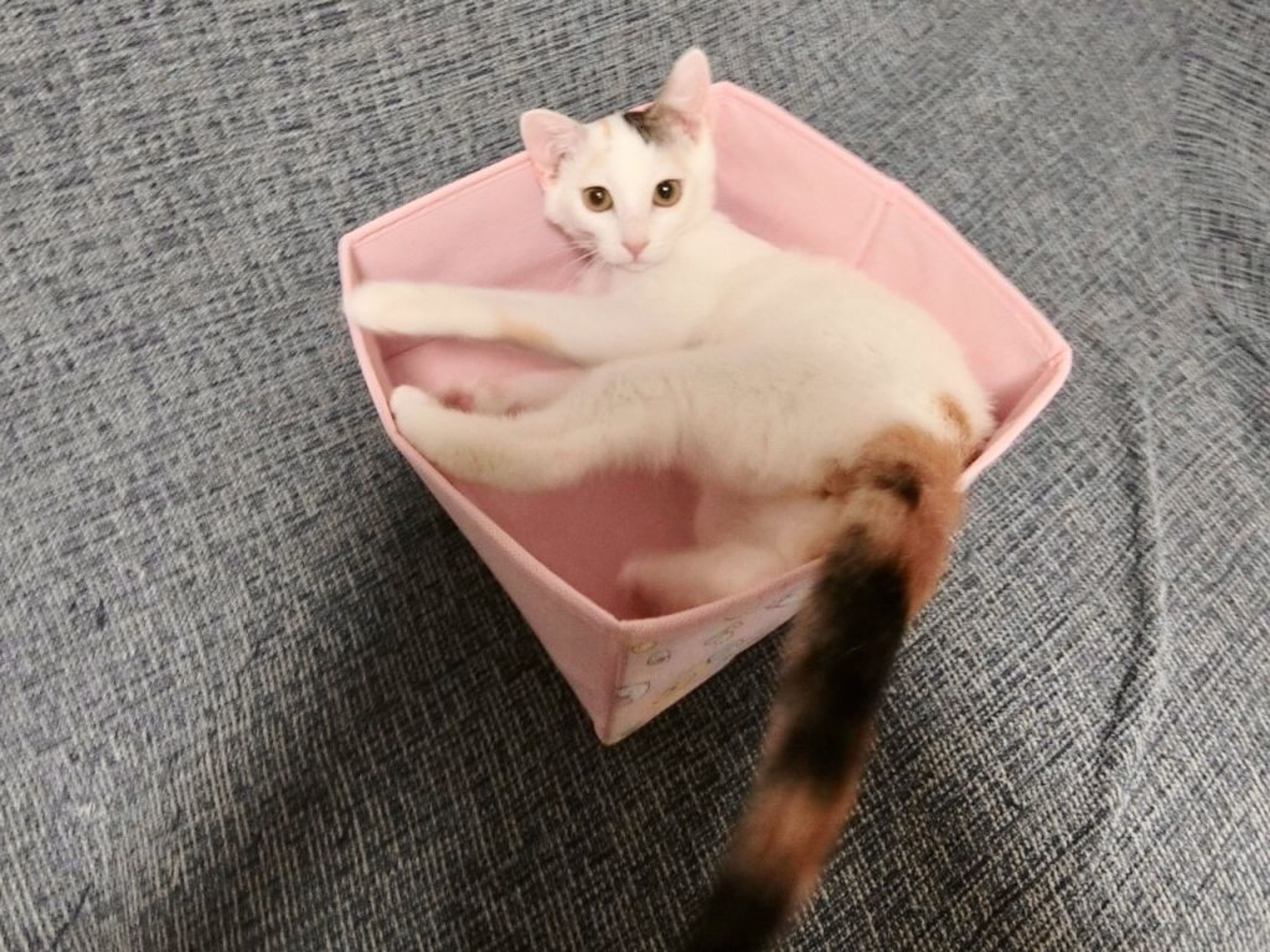 pet-image-5