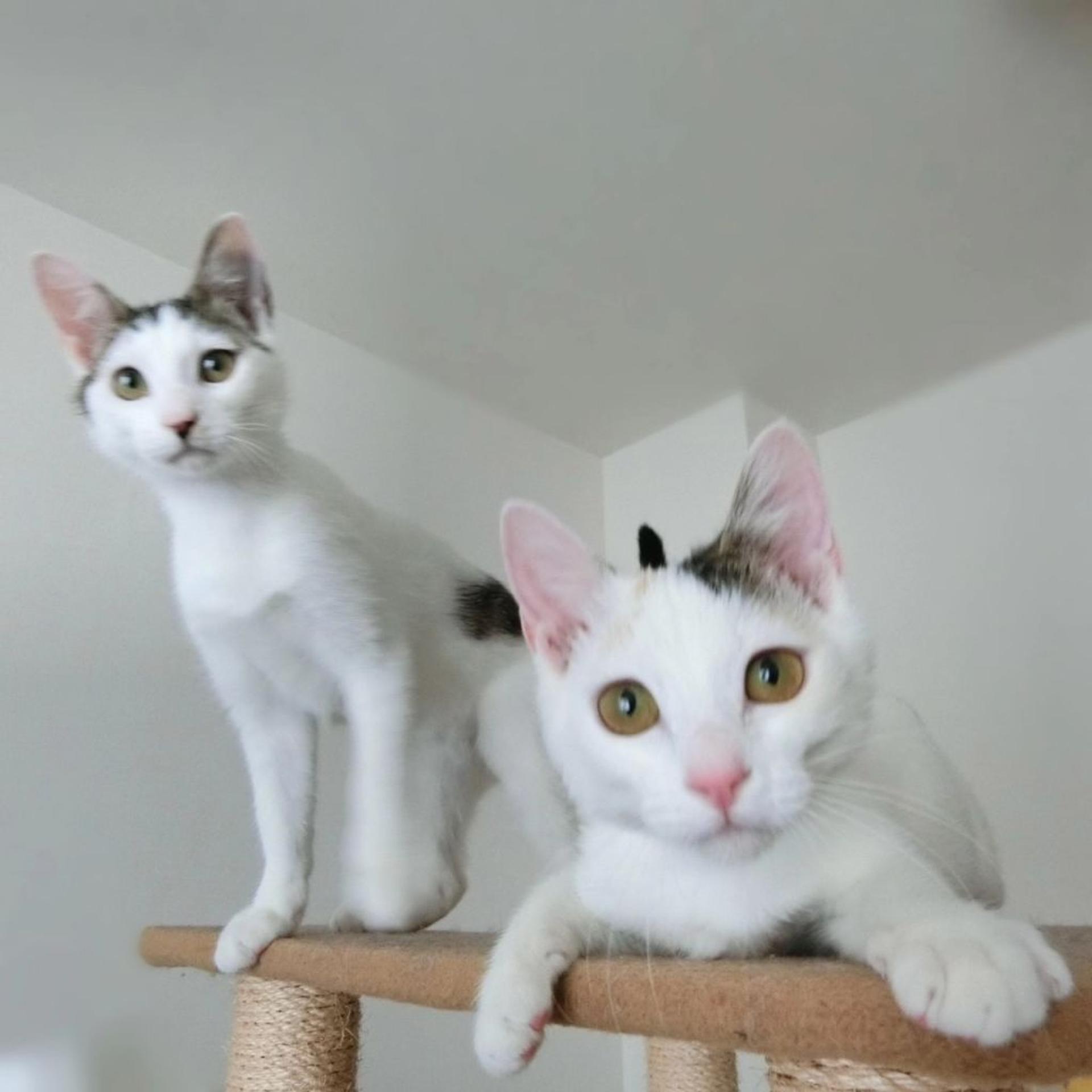pet-image-6