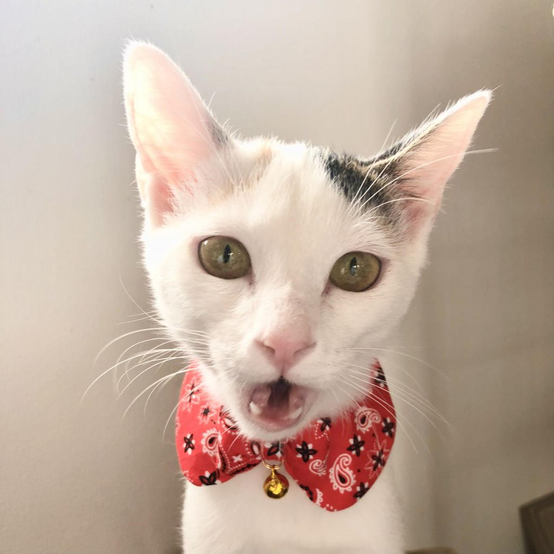 pet-image-7