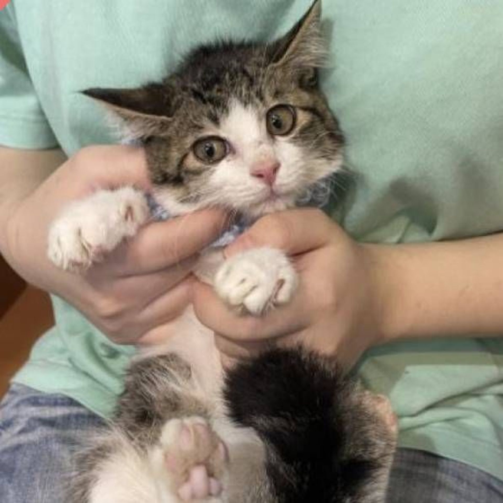 雑種（ミックス猫）・メスの里親募集の写真