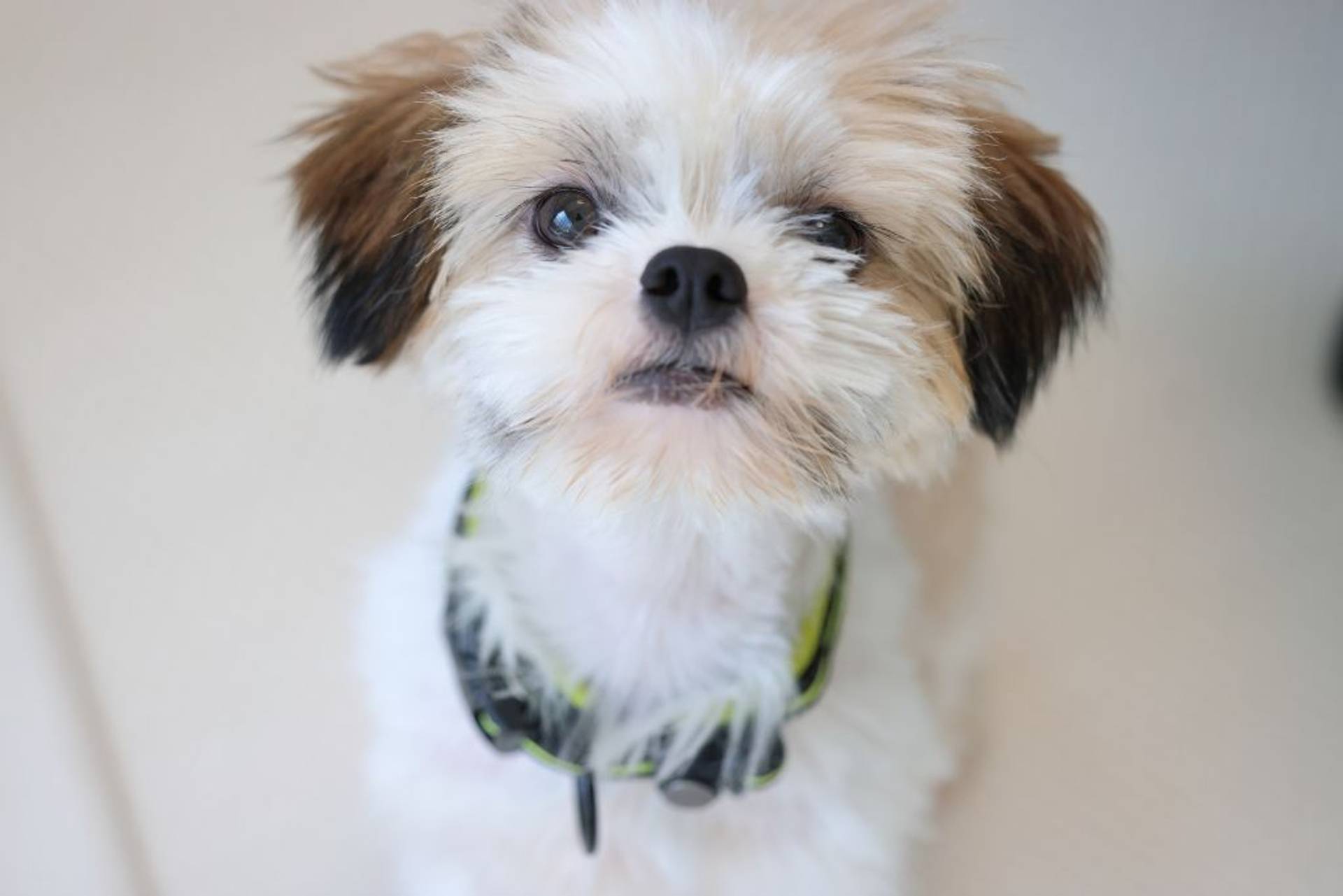雑種（ミックス犬）・オスの里親募集の写真