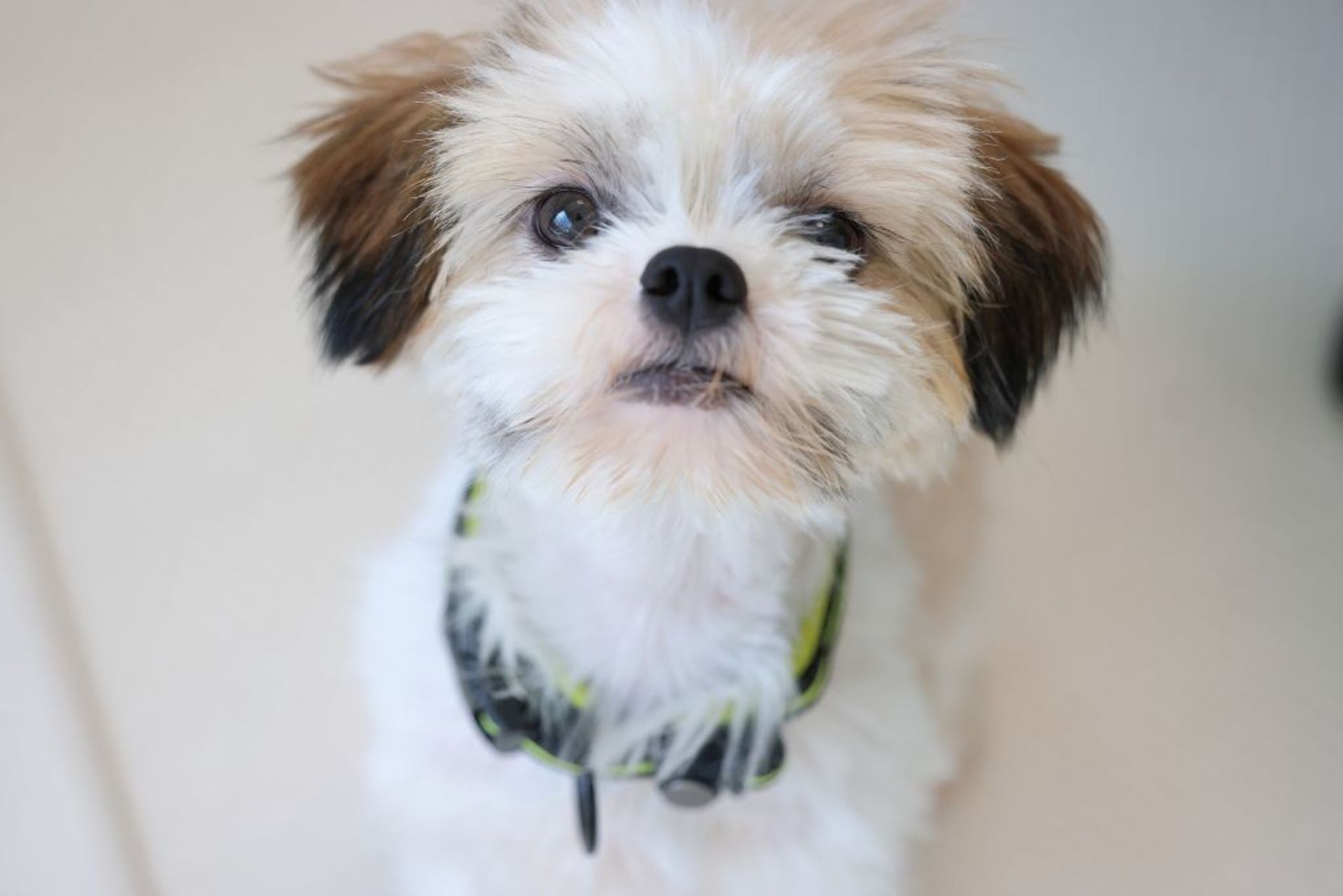 雑種（ミックス犬）・オスの里親募集の写真