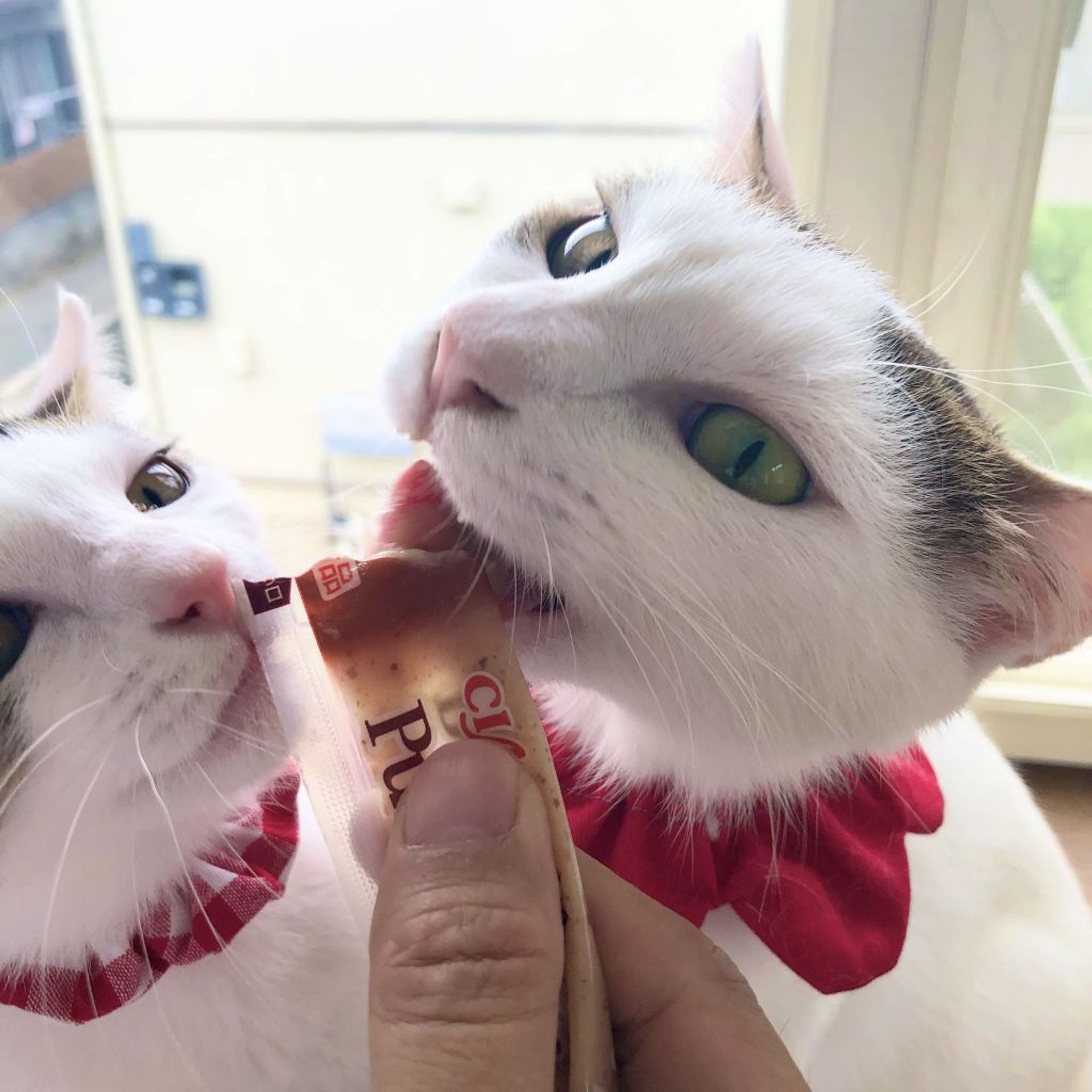 雑種（ミックス猫）・メスの里親募集の写真