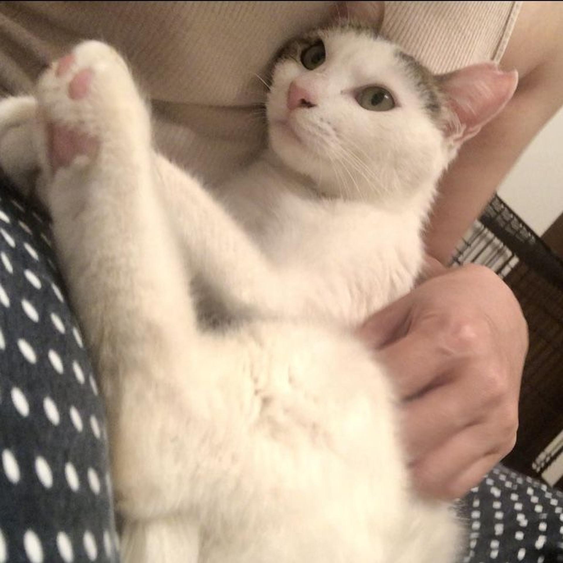 pet-image-8
