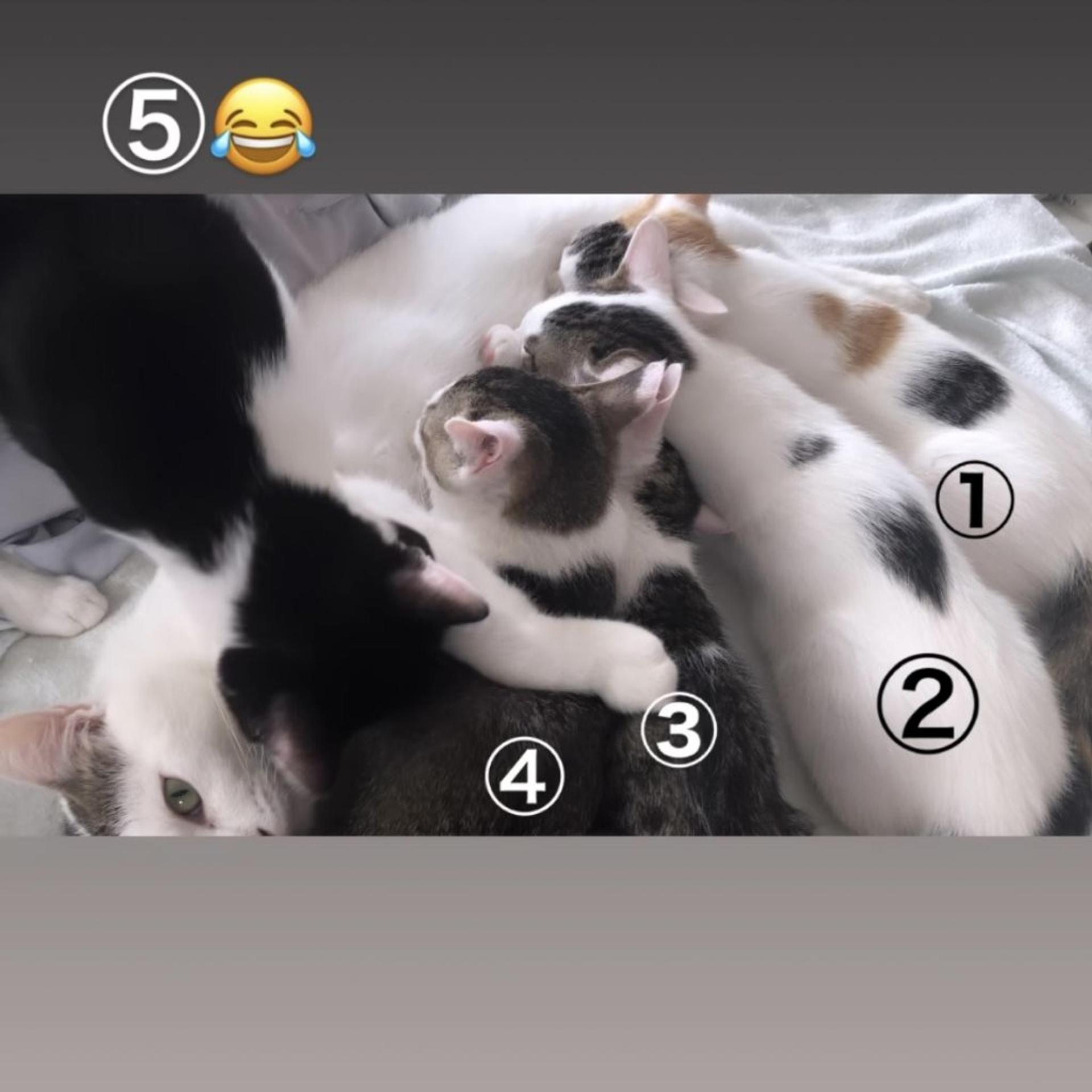 pet-image-9