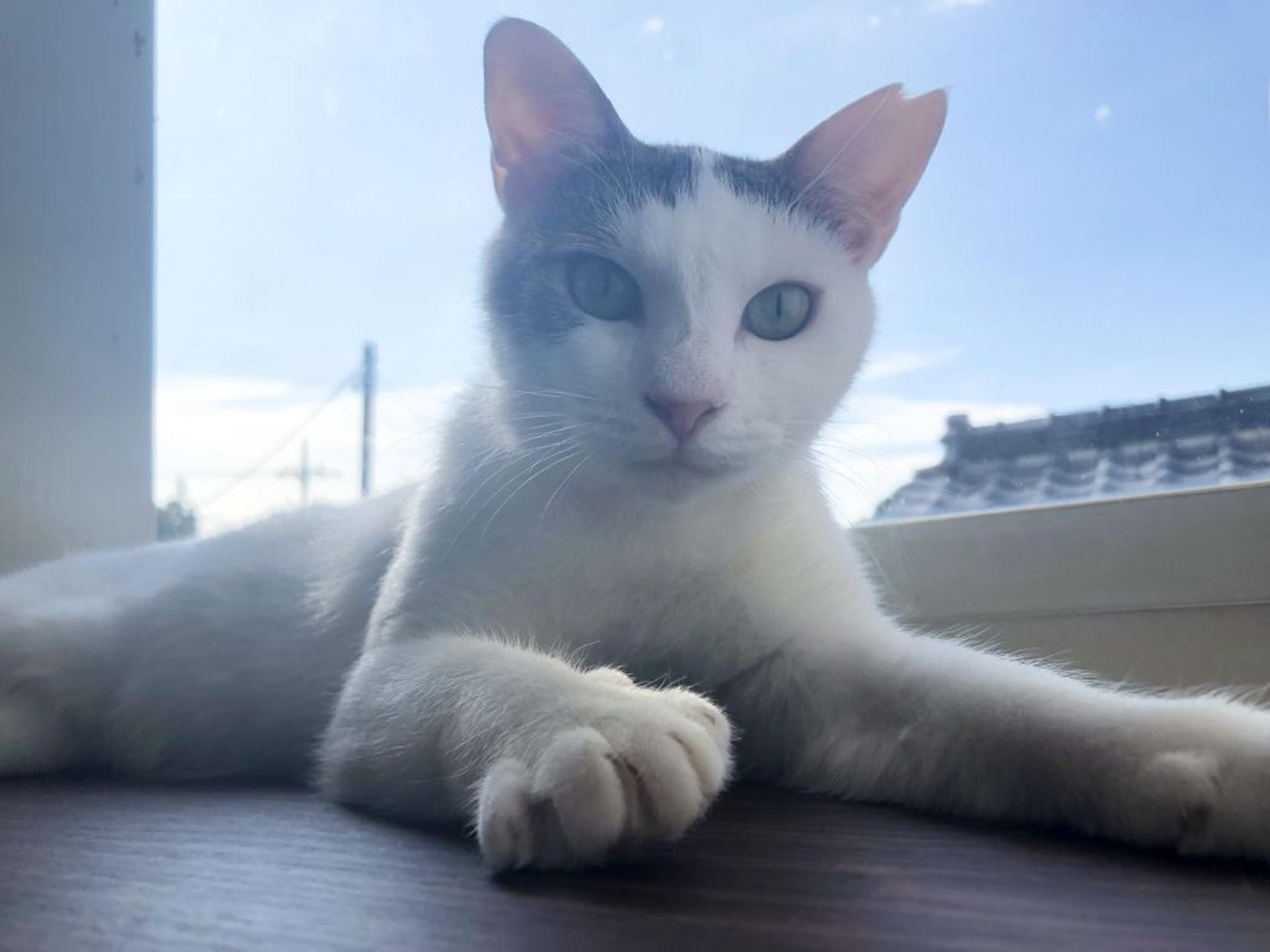 pet-image-4