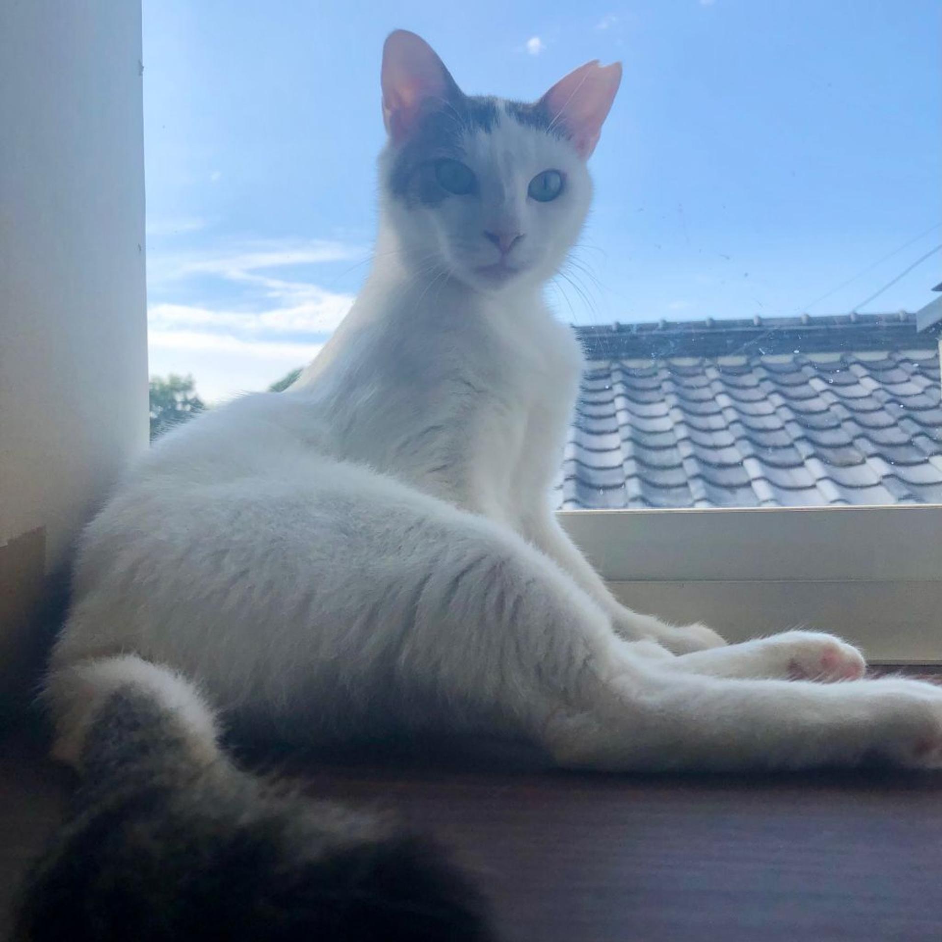pet-image-2