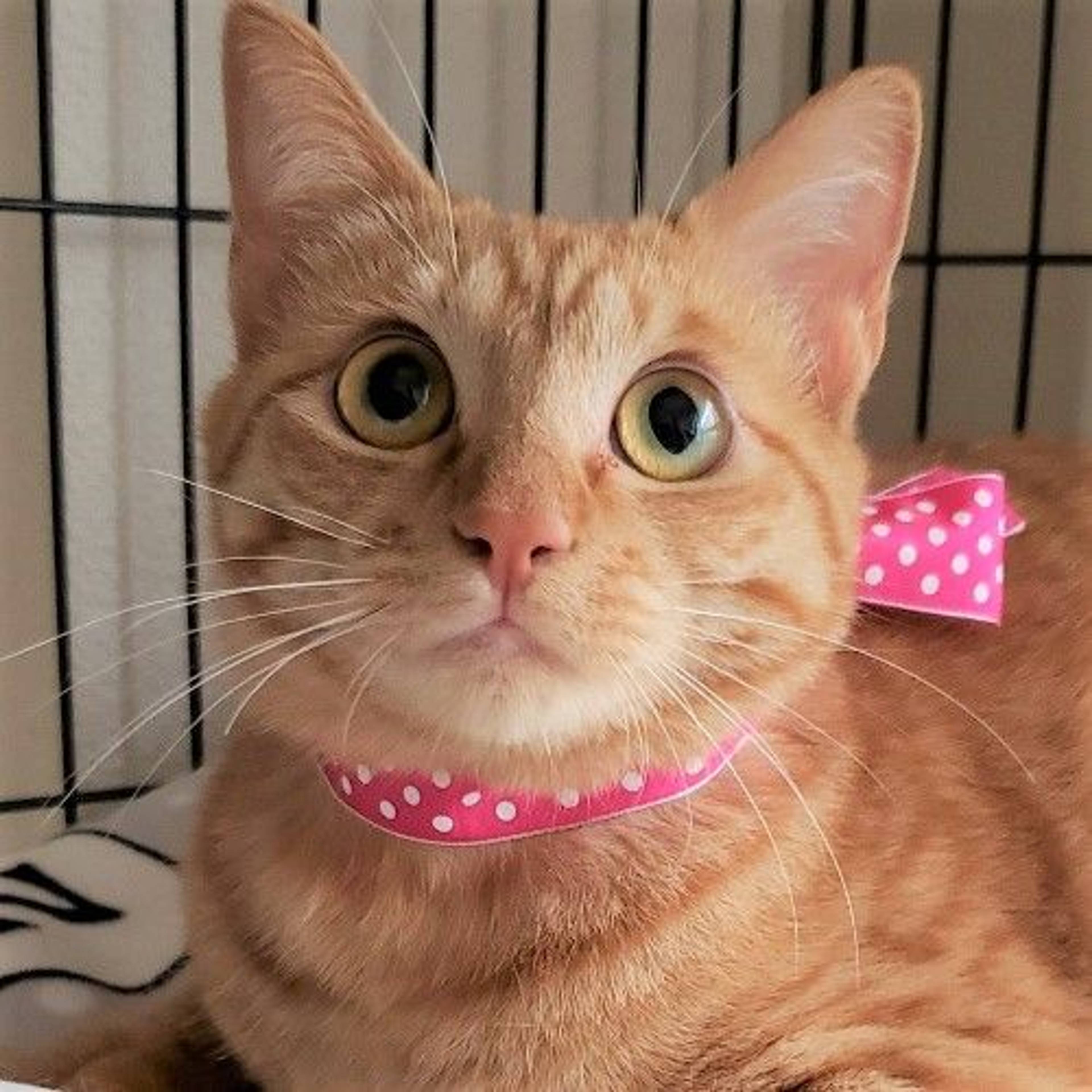 雑種（ミックス猫）・メスの里親募集の写真