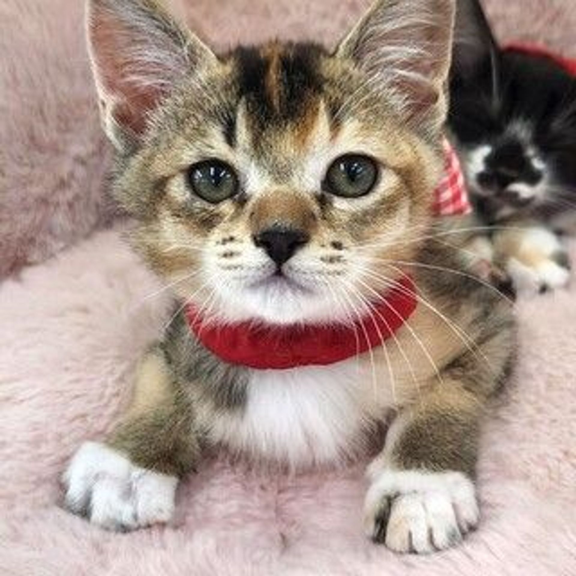 雑種（ミックス猫）・メスの里親募集の写真
