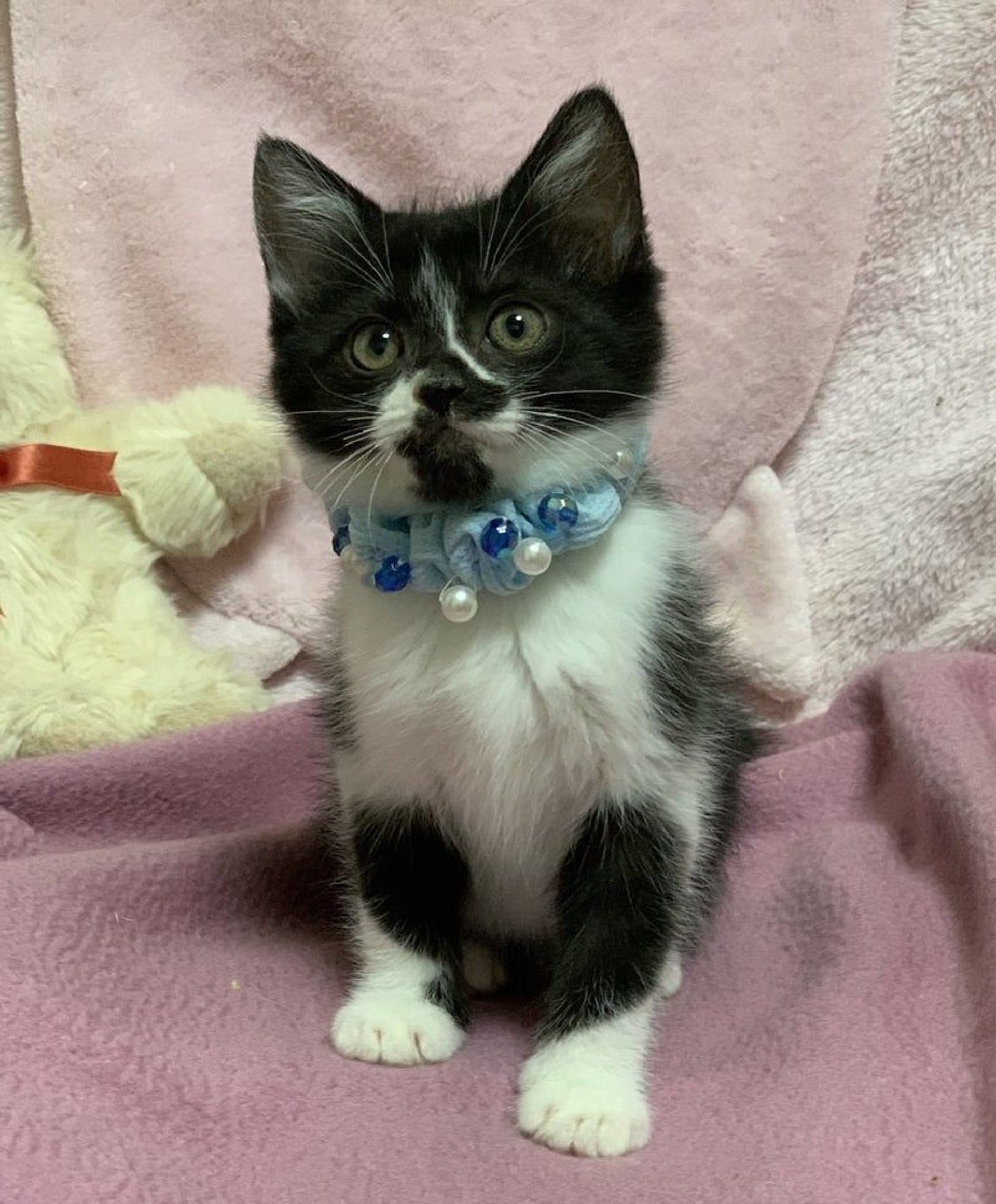 雑種（ミックス猫）・オスの里親募集の写真
