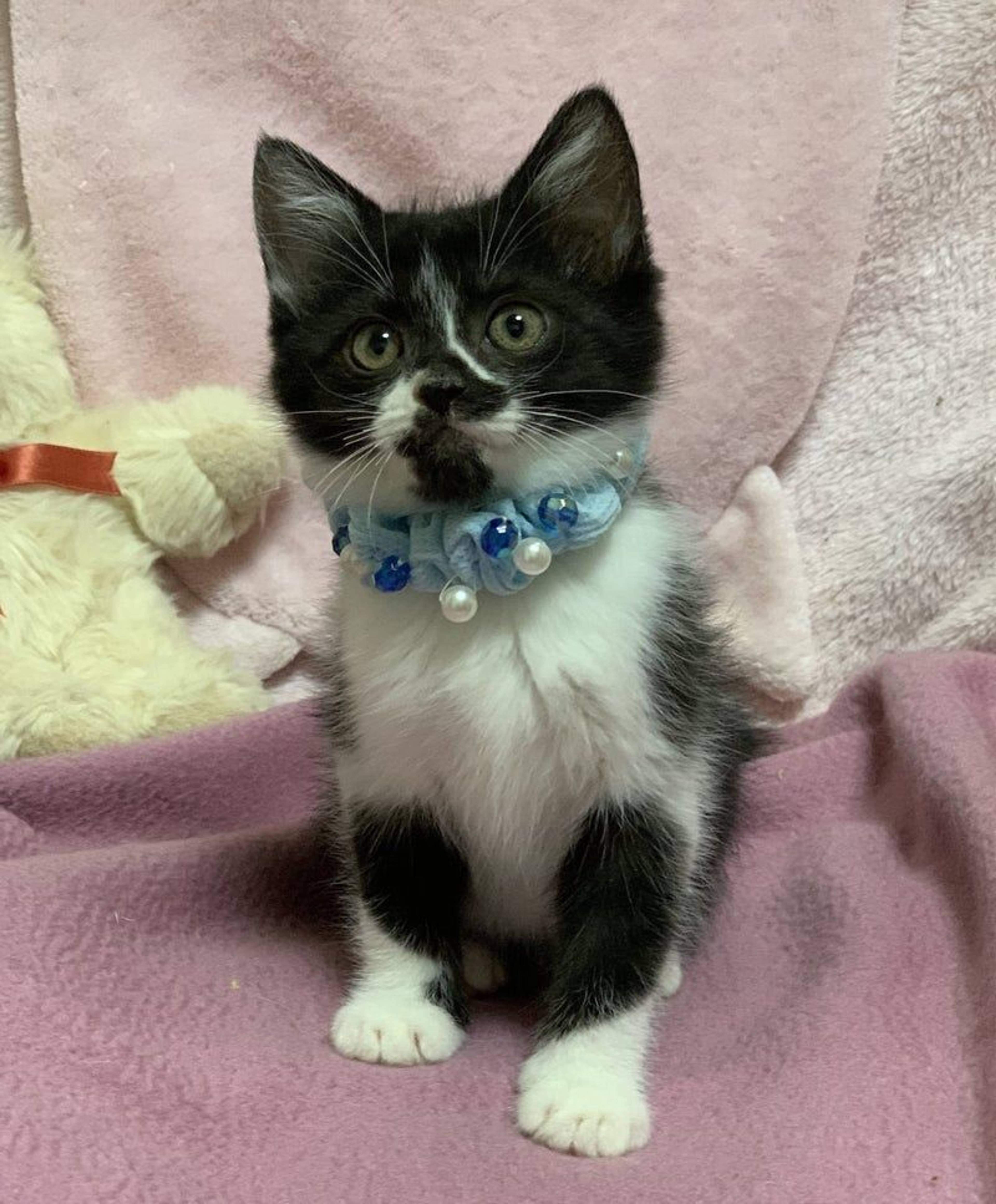 雑種（ミックス猫）・オスの里親募集の写真