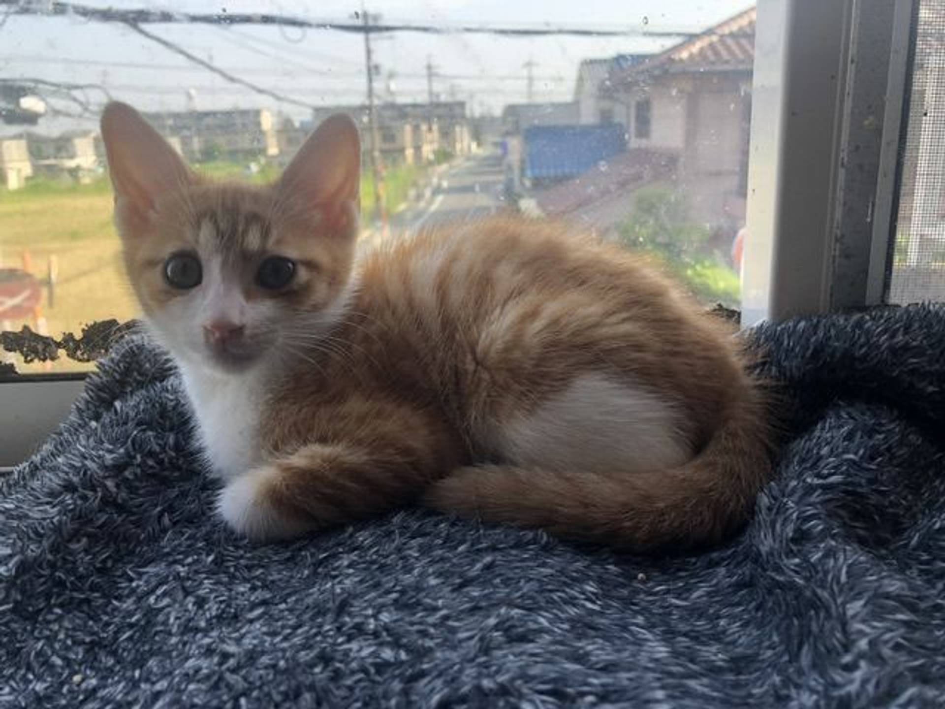 雑種（ミックス猫）・メスの里親募集の写真