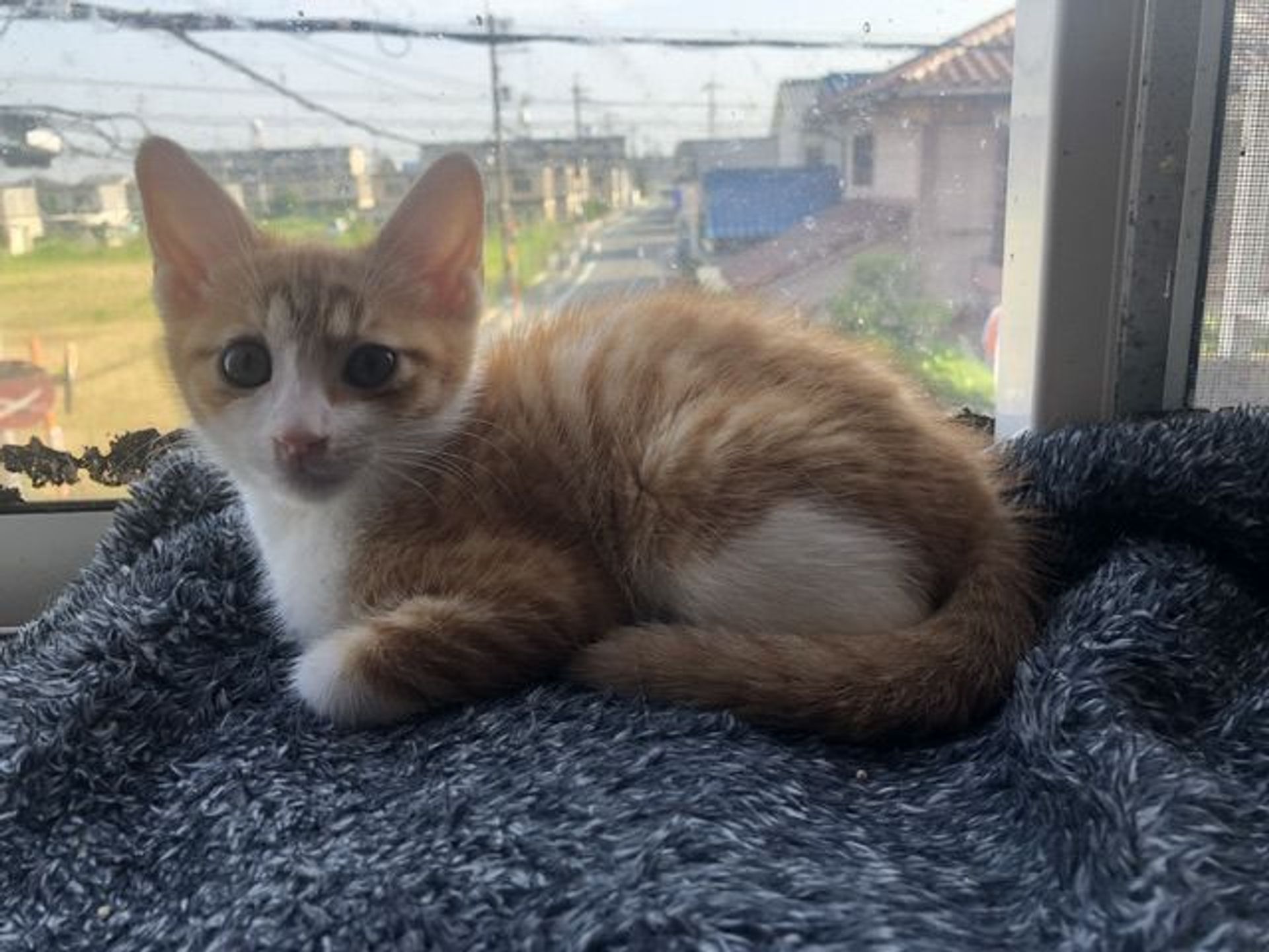 雑種（ミックス猫）・メスの里親募集の写真