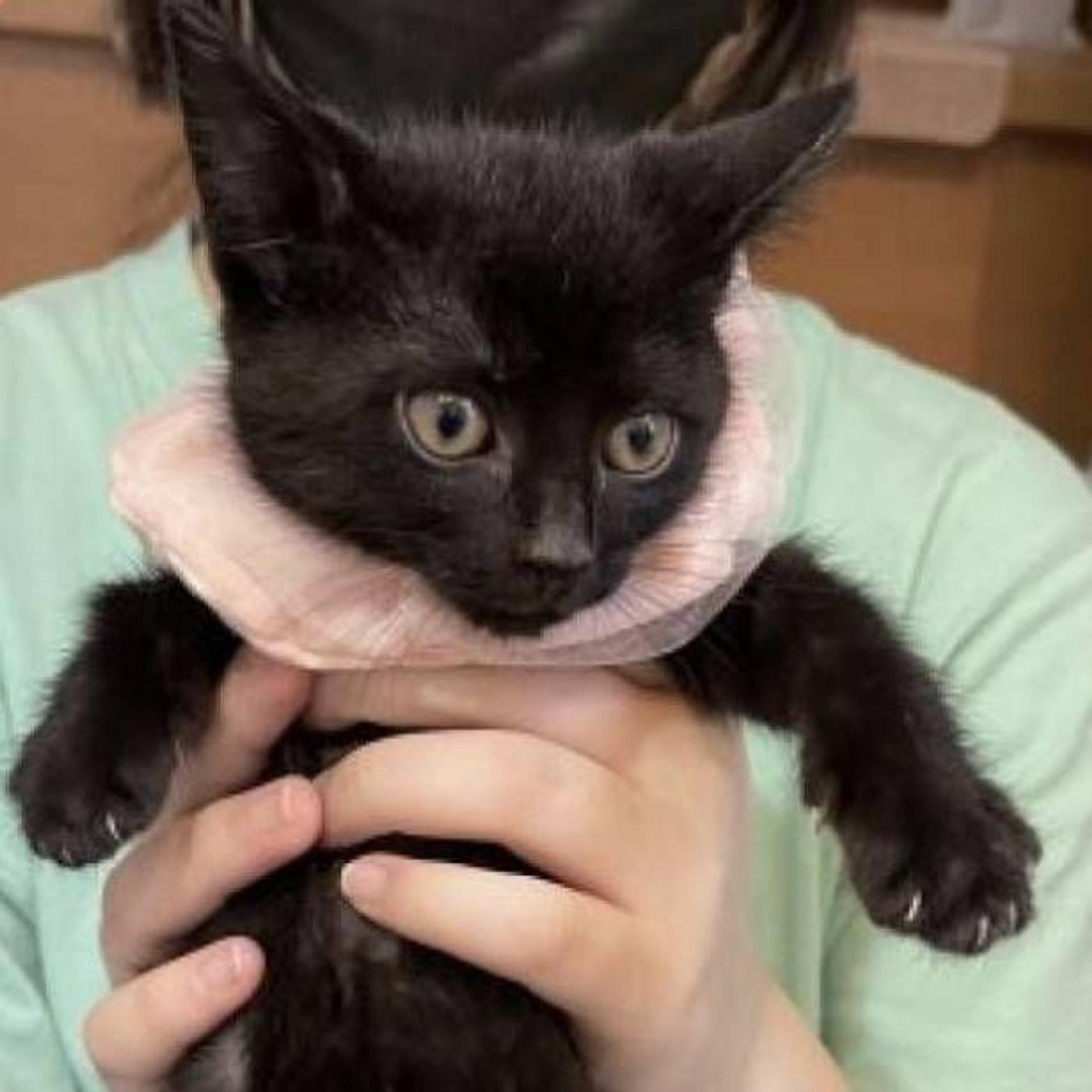 pet-image-2