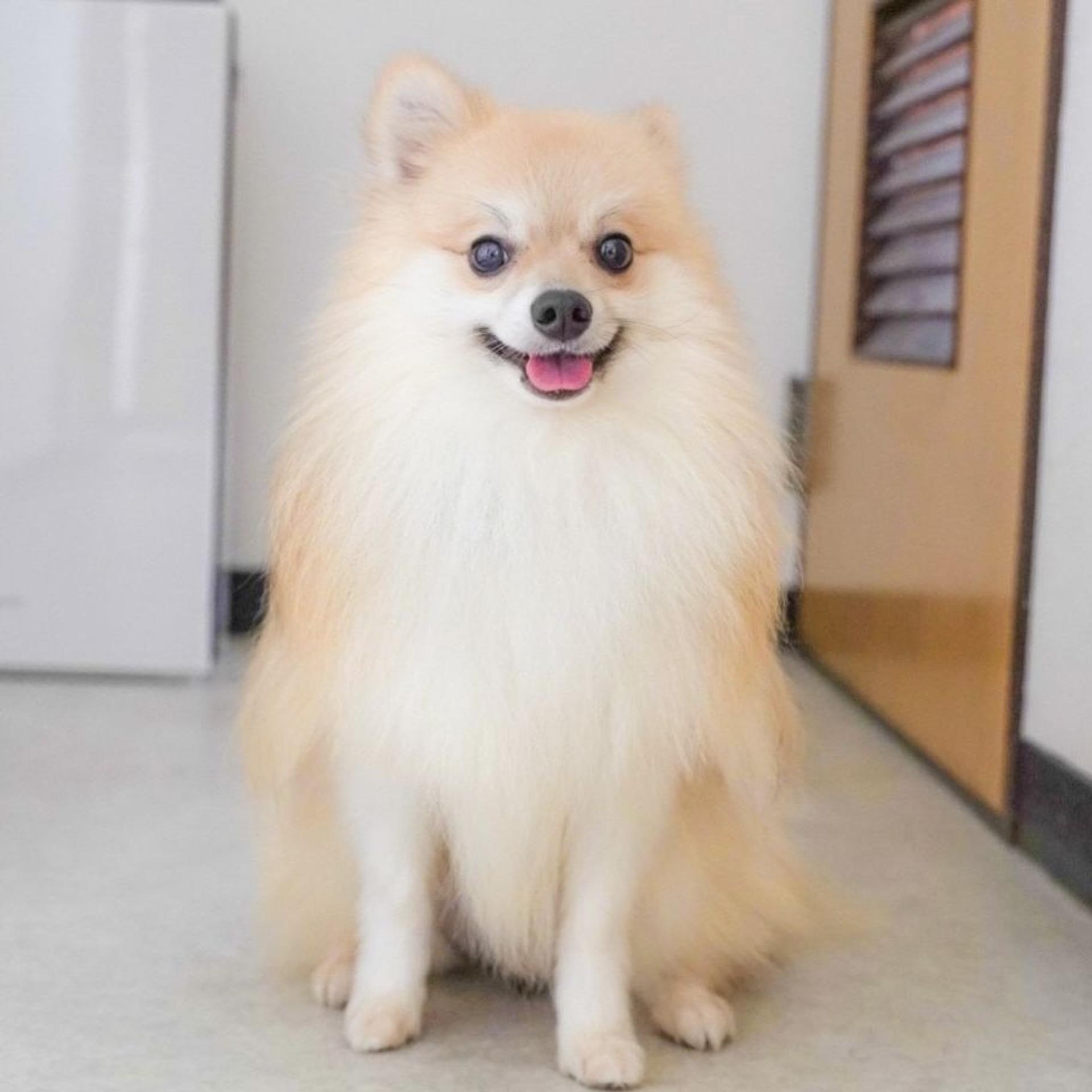 pet-image-3