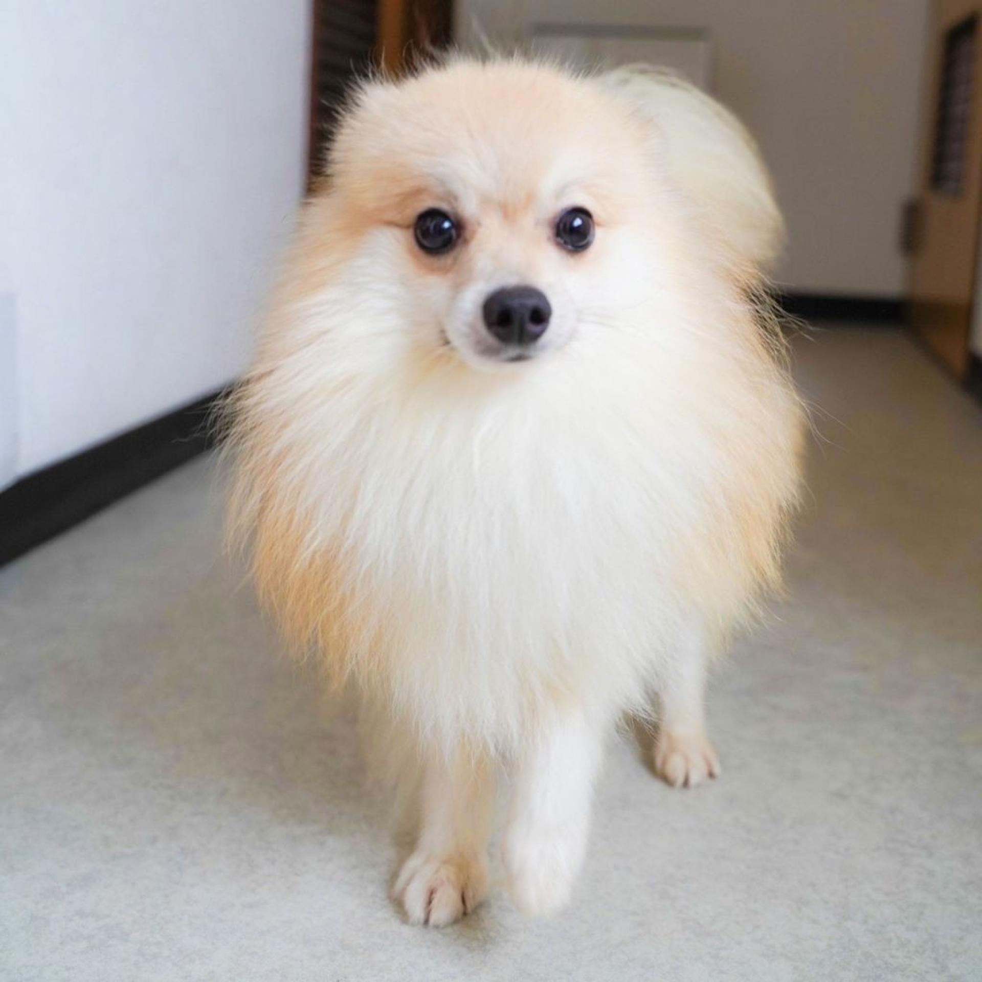 pet-image-4