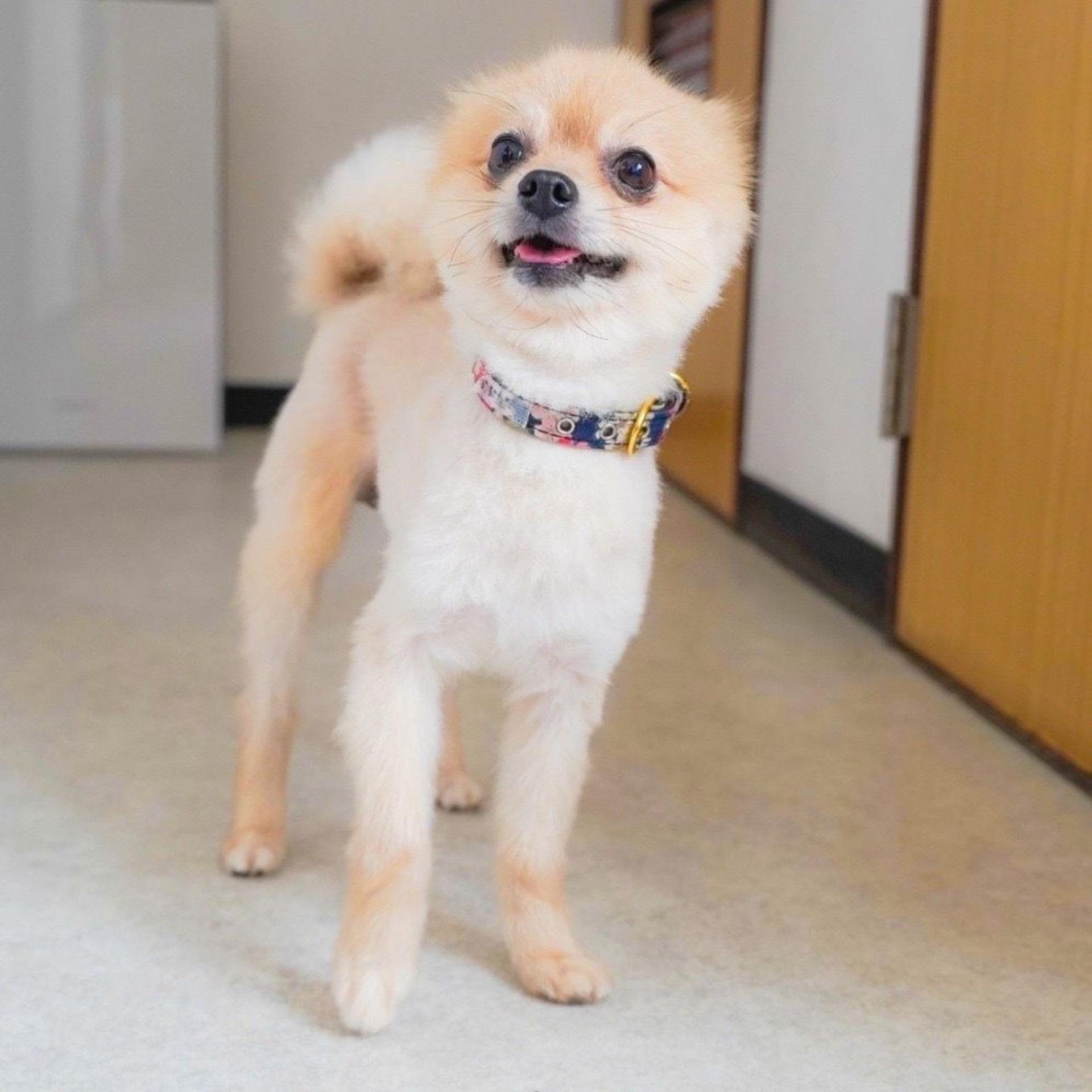 pet-image-2