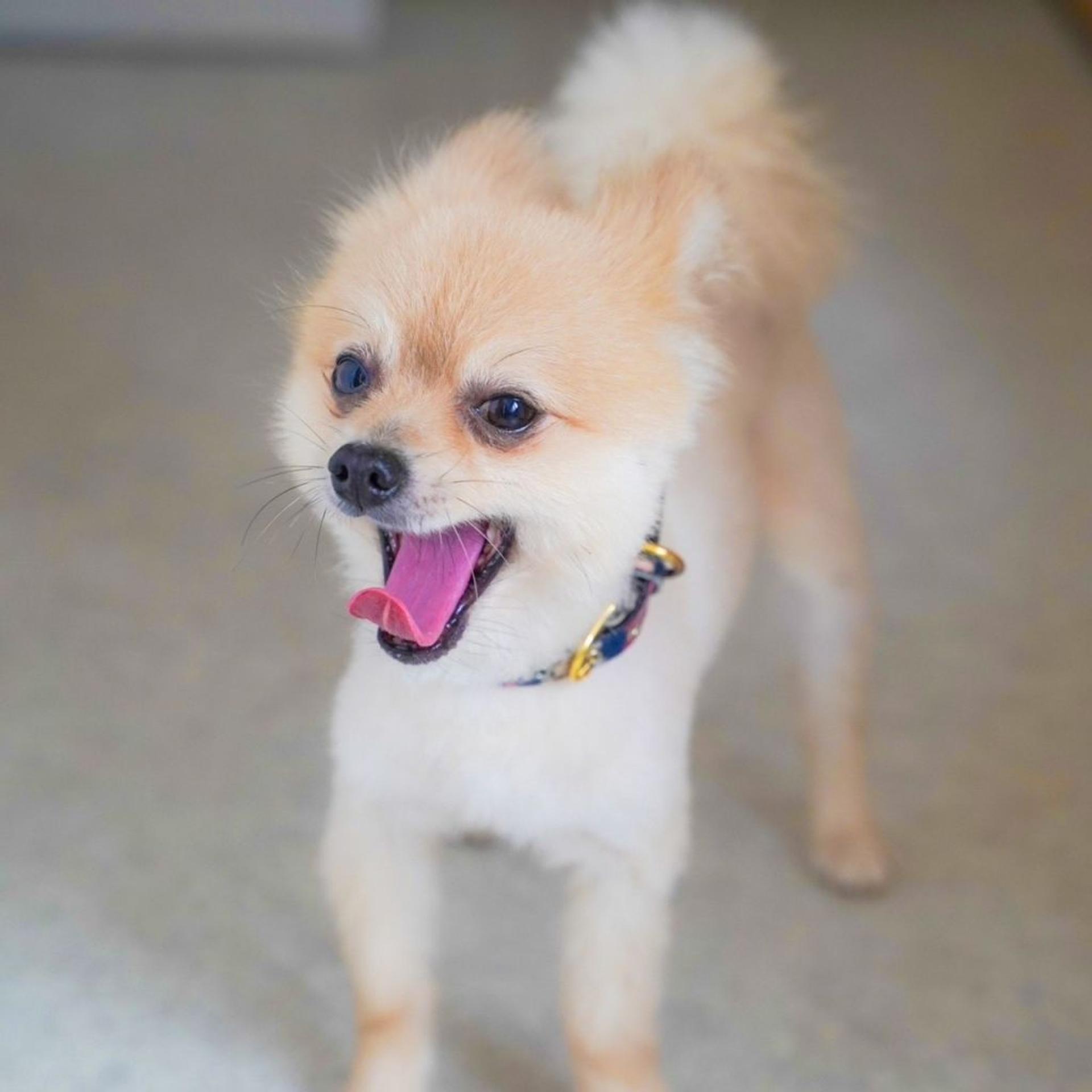 pet-image-4