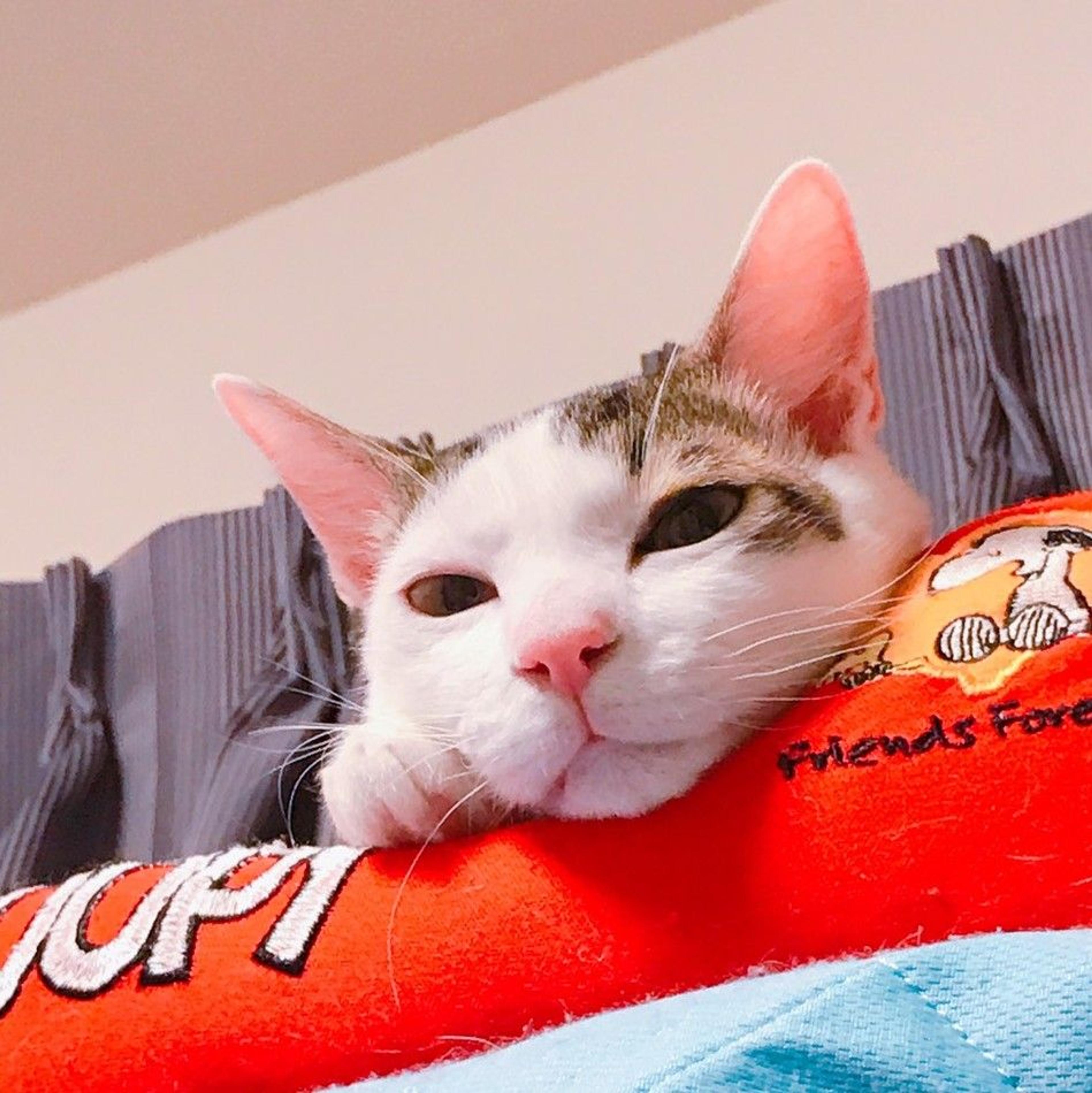 pet-image-2